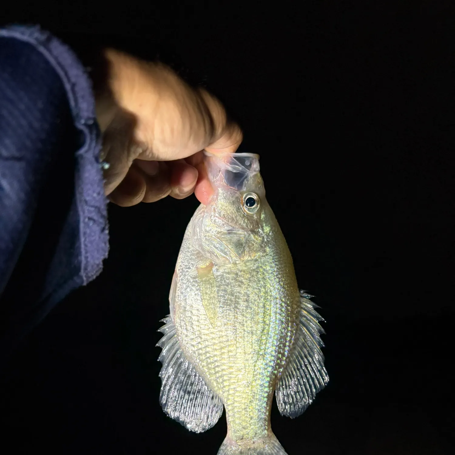The most recent Magnolia crappie catches on Fishbrain