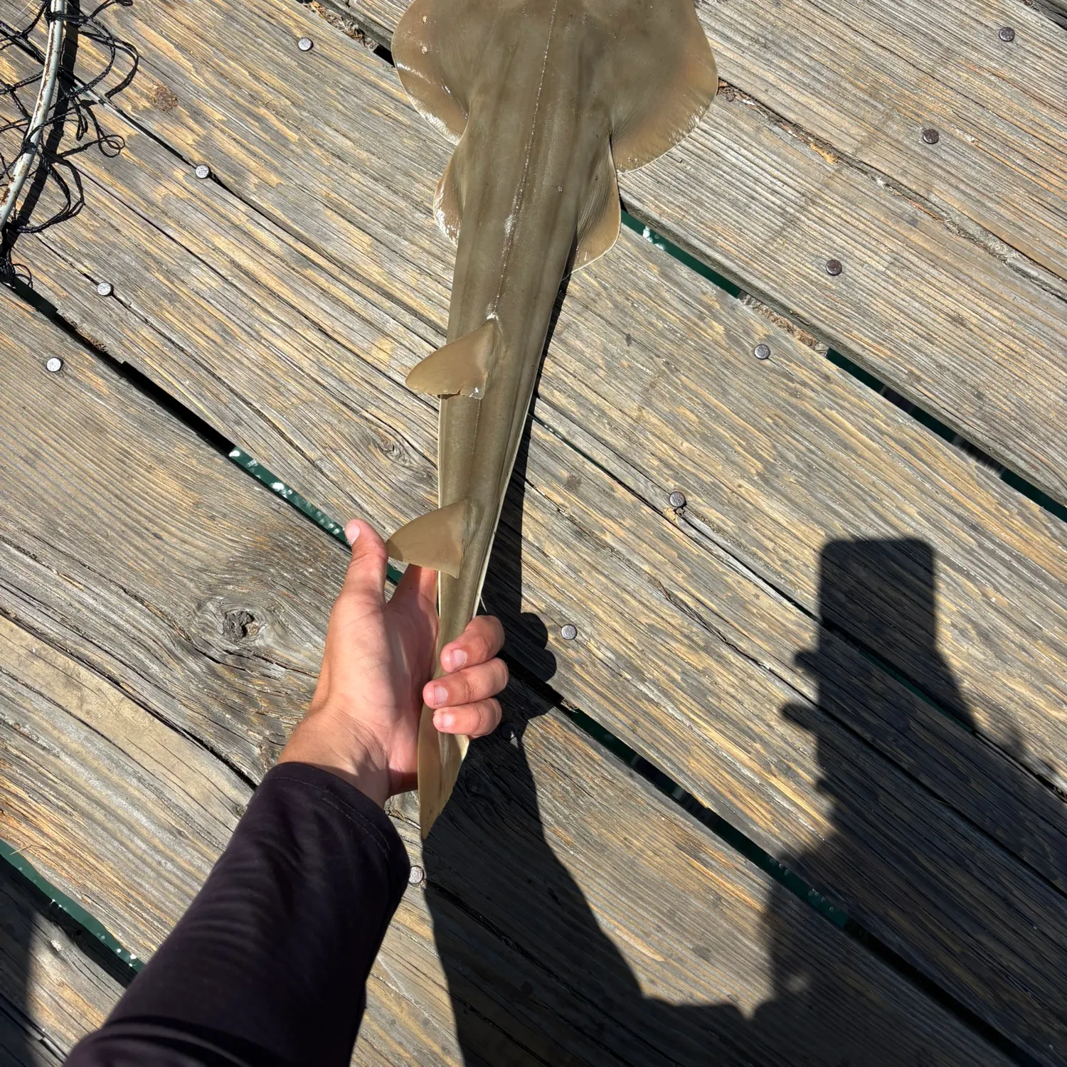 The most recent Giant guitarfish catches on Fishbrain