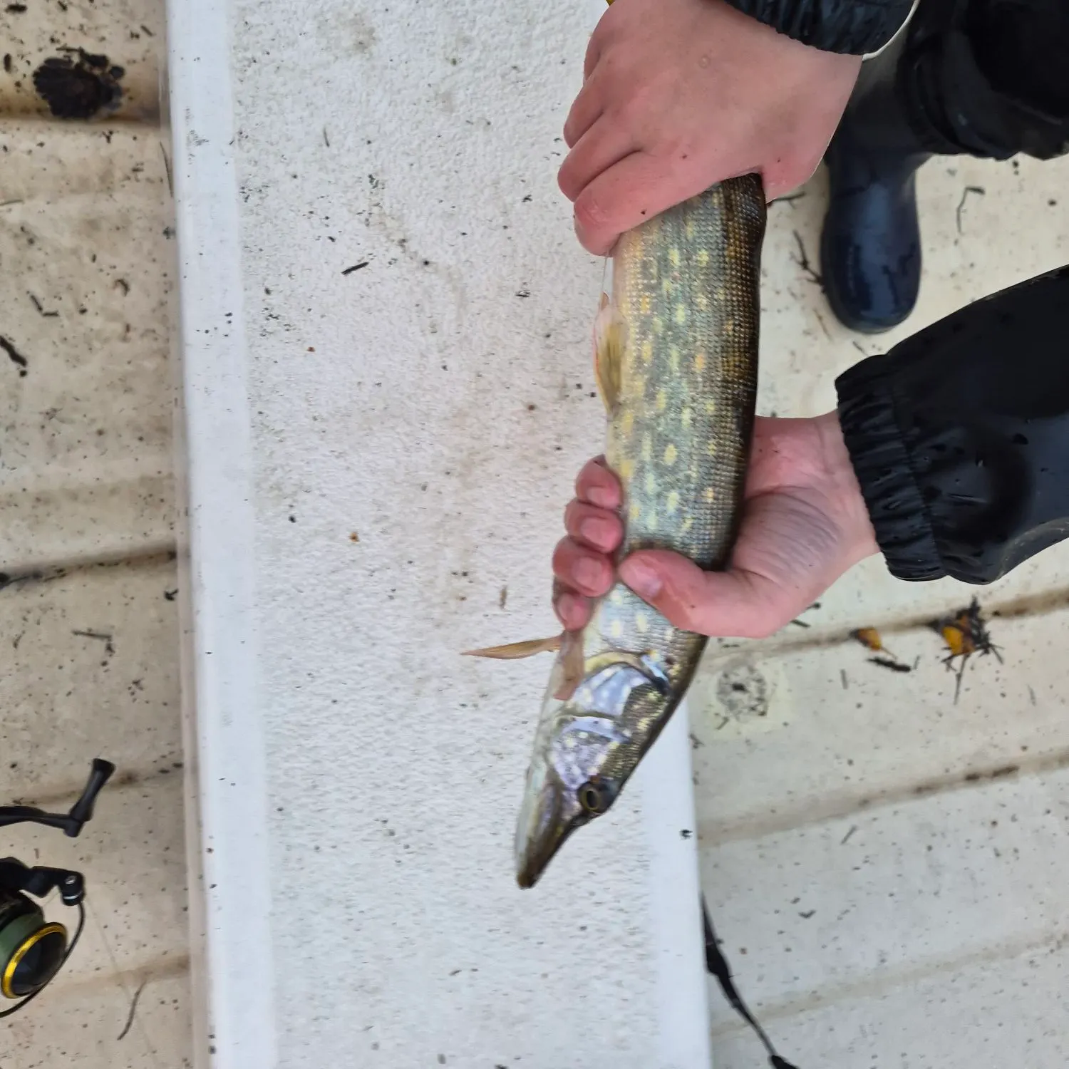 Northern pike caught on Fishbrain