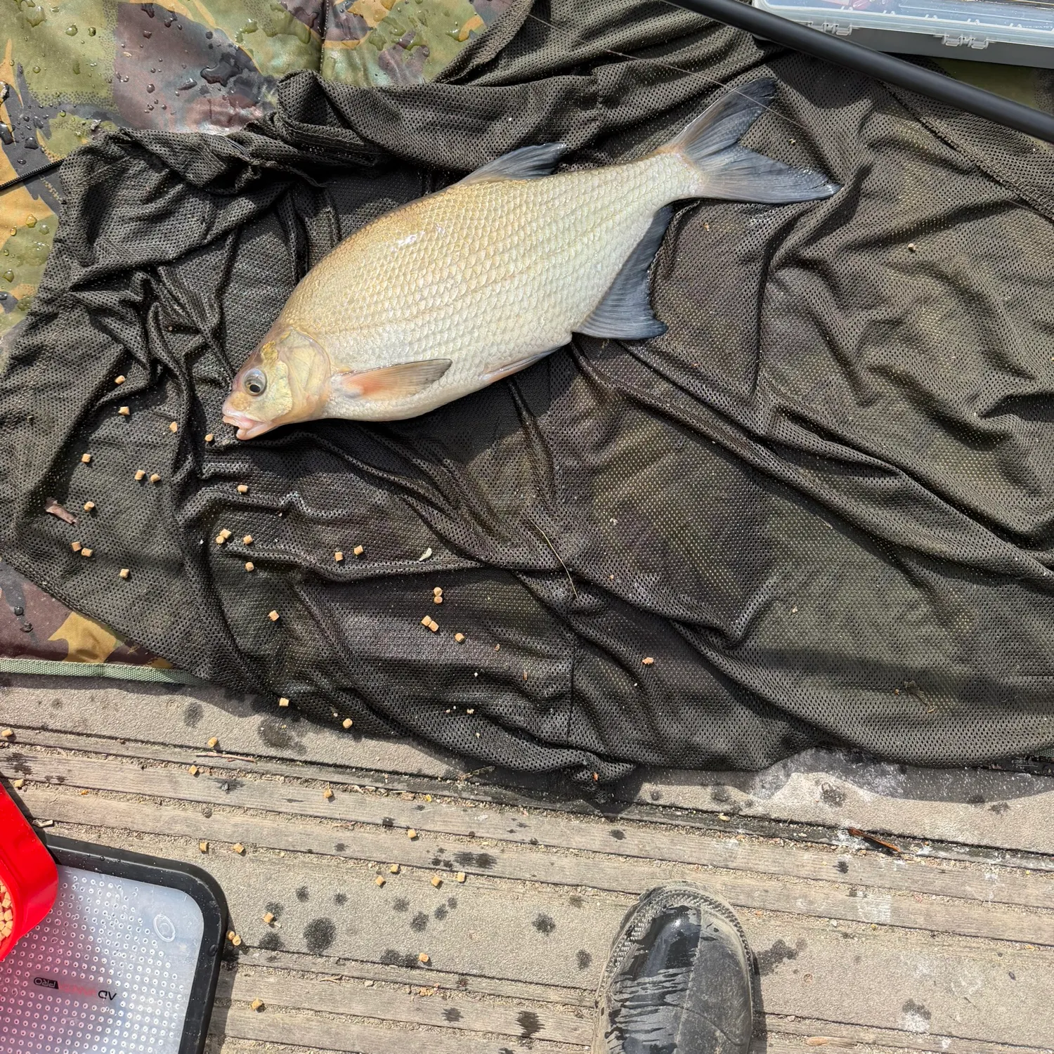 The most recent Common bream catches on Fishbrain