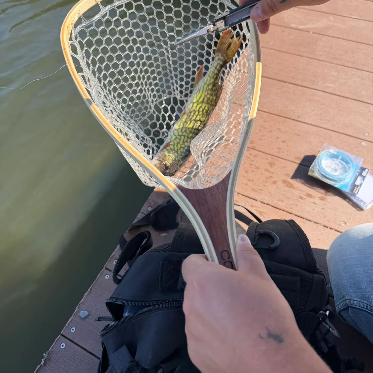 Chain pickerel caught on Fishbrain