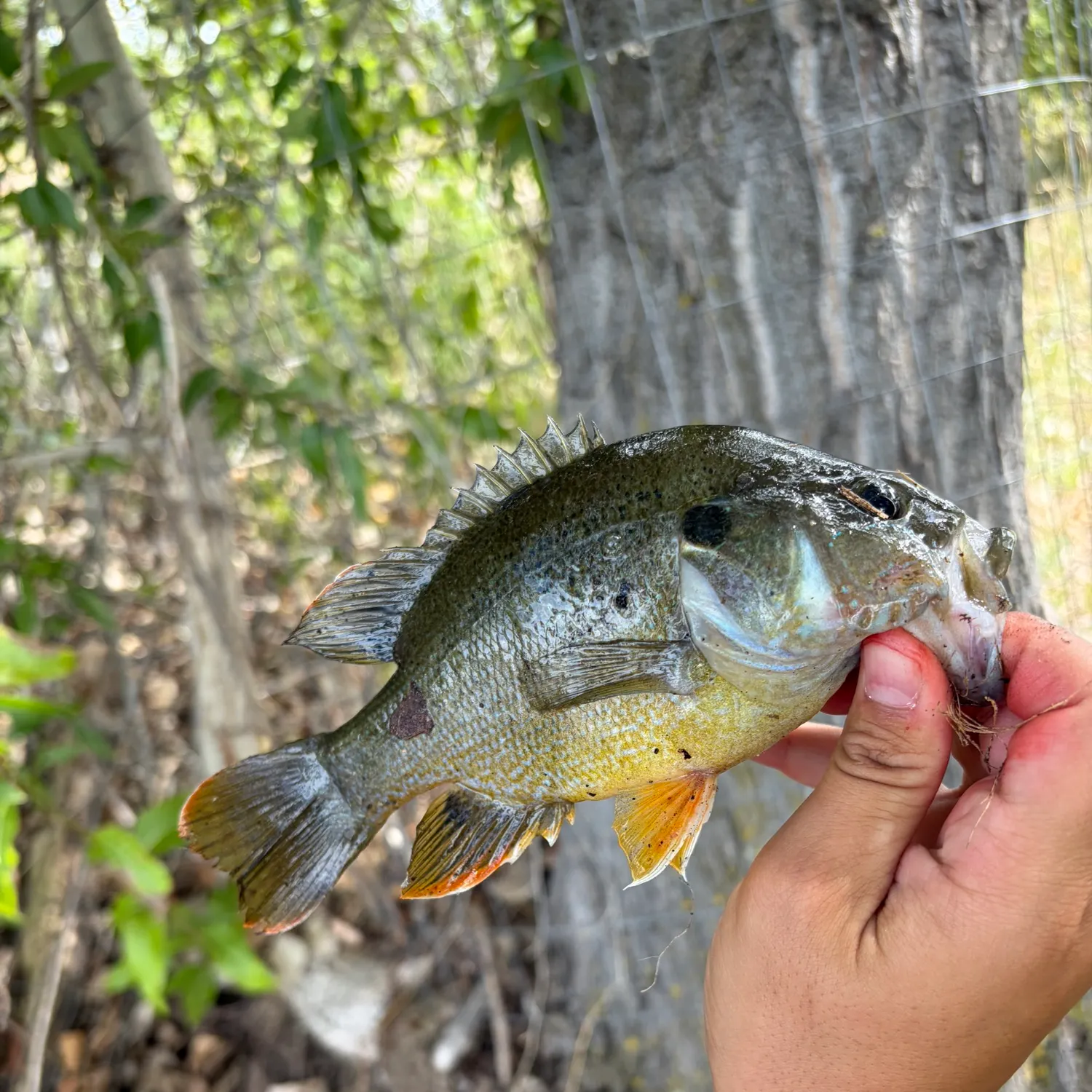 Green sunfish caught on Fishbrain