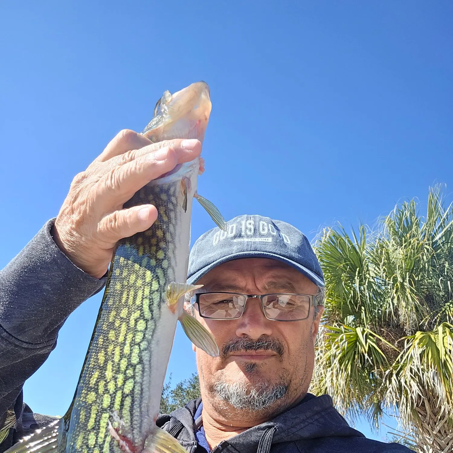 The most recent Chain pickerel catches on Fishbrain