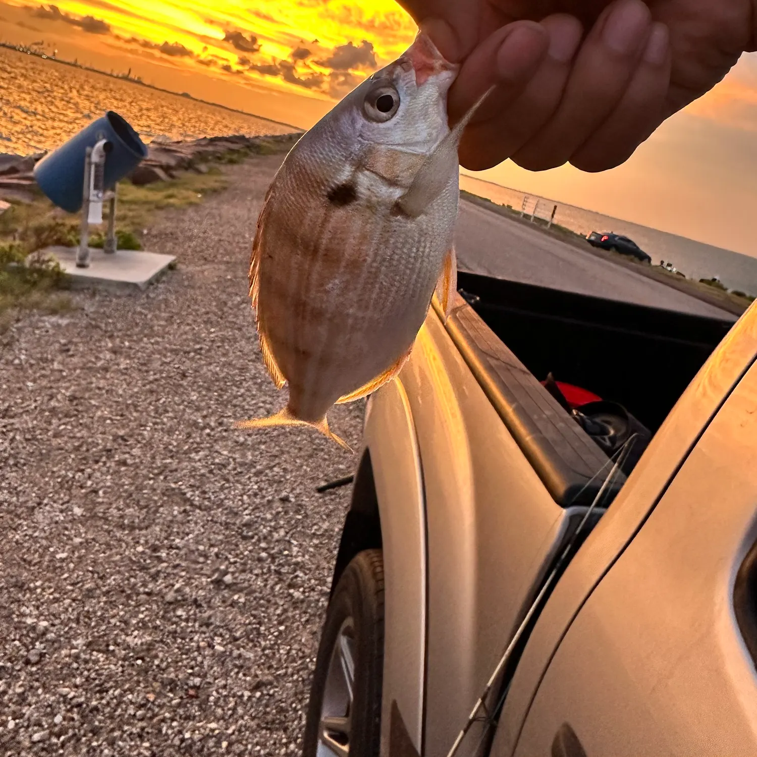 Pinfish caught on Fishbrain
