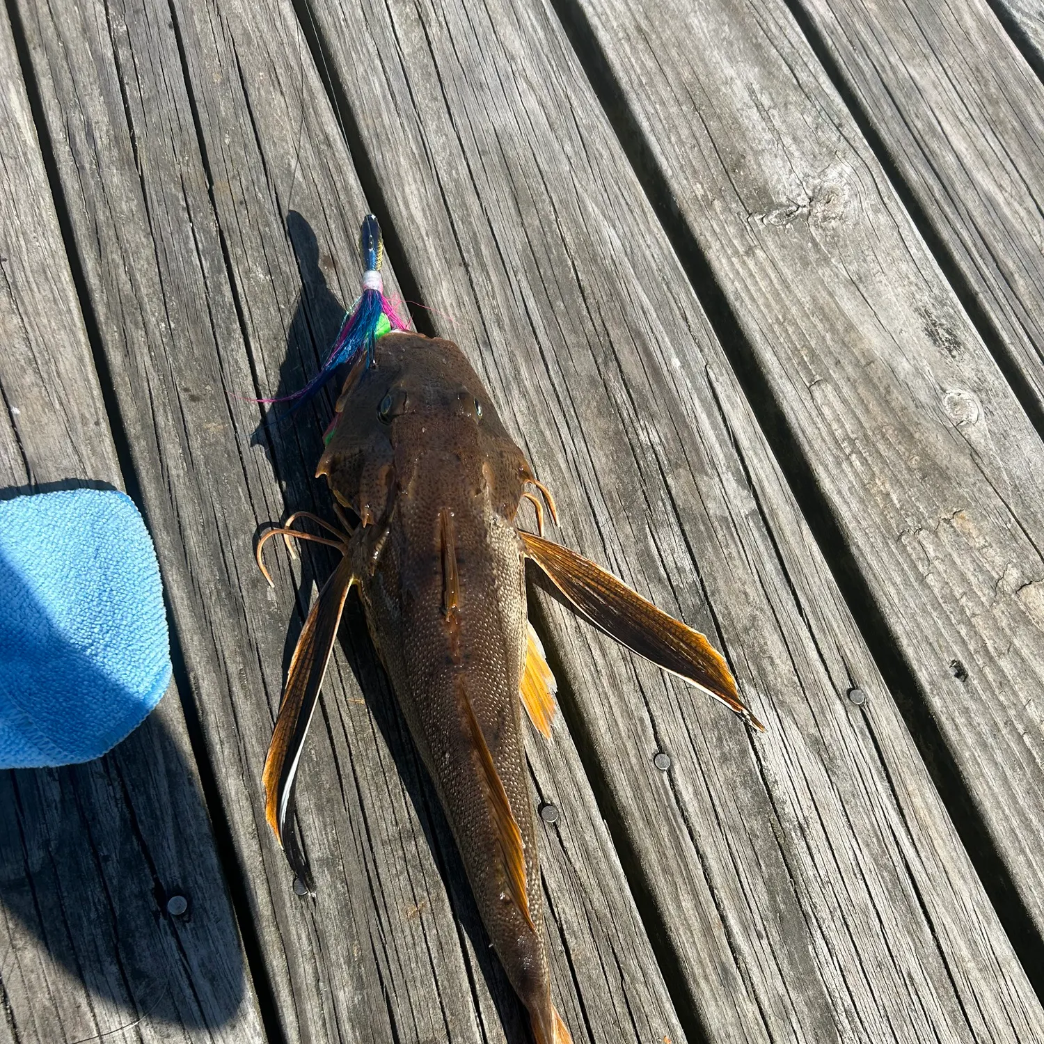 recently logged catches