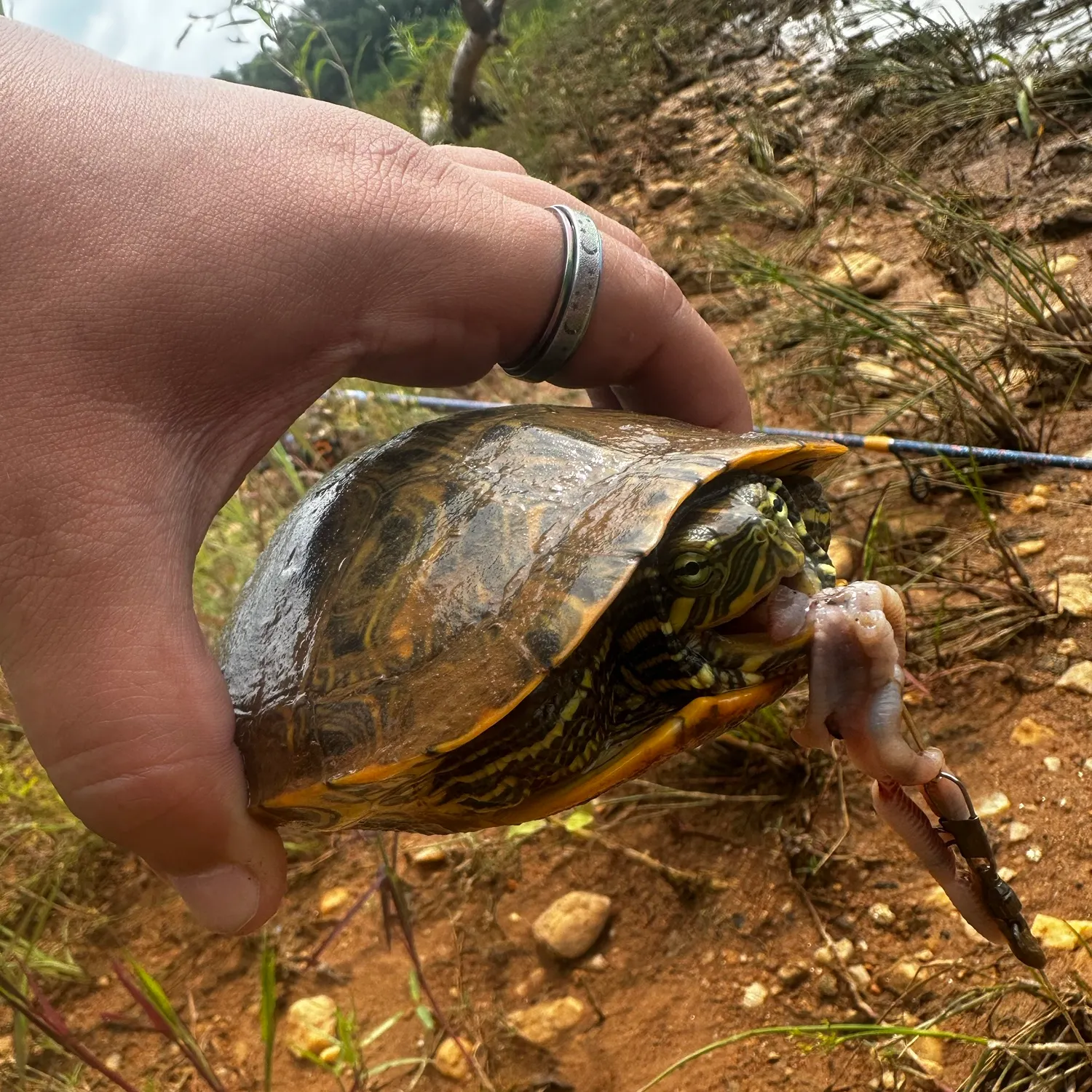 The most recent River cooter turtle catches on Fishbrain