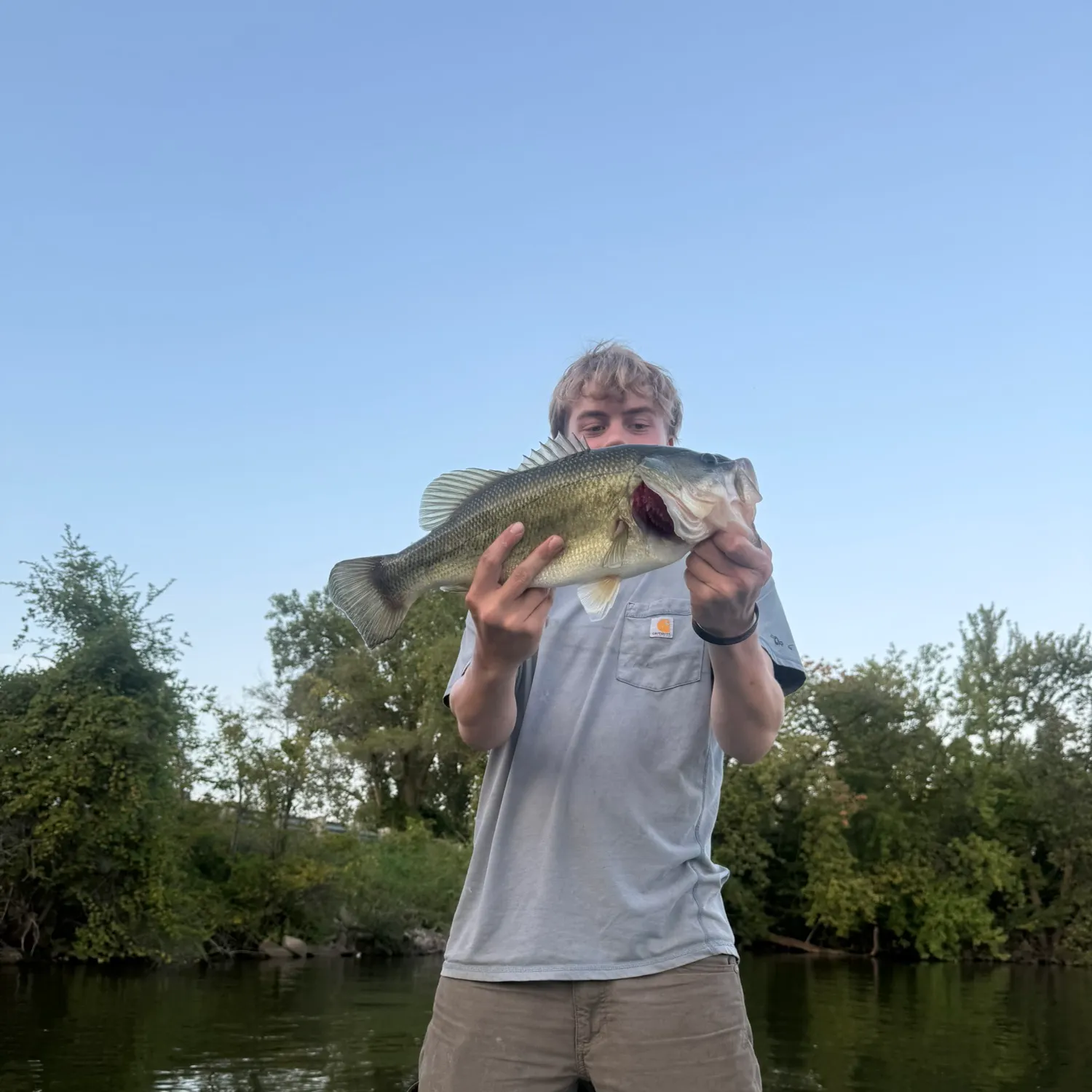 Largemouth bass caught on Fishbrain