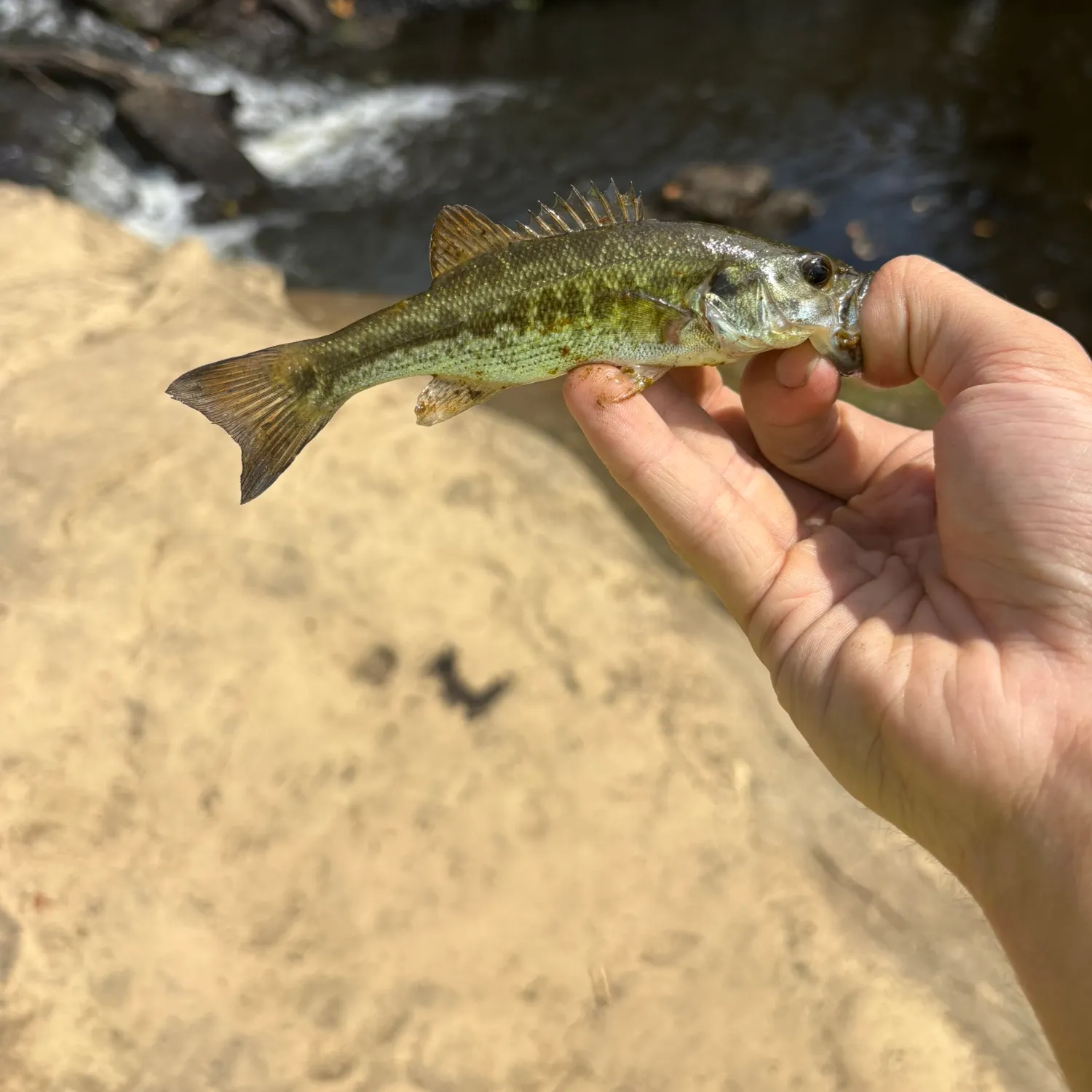 Spotted bass caught on Fishbrain