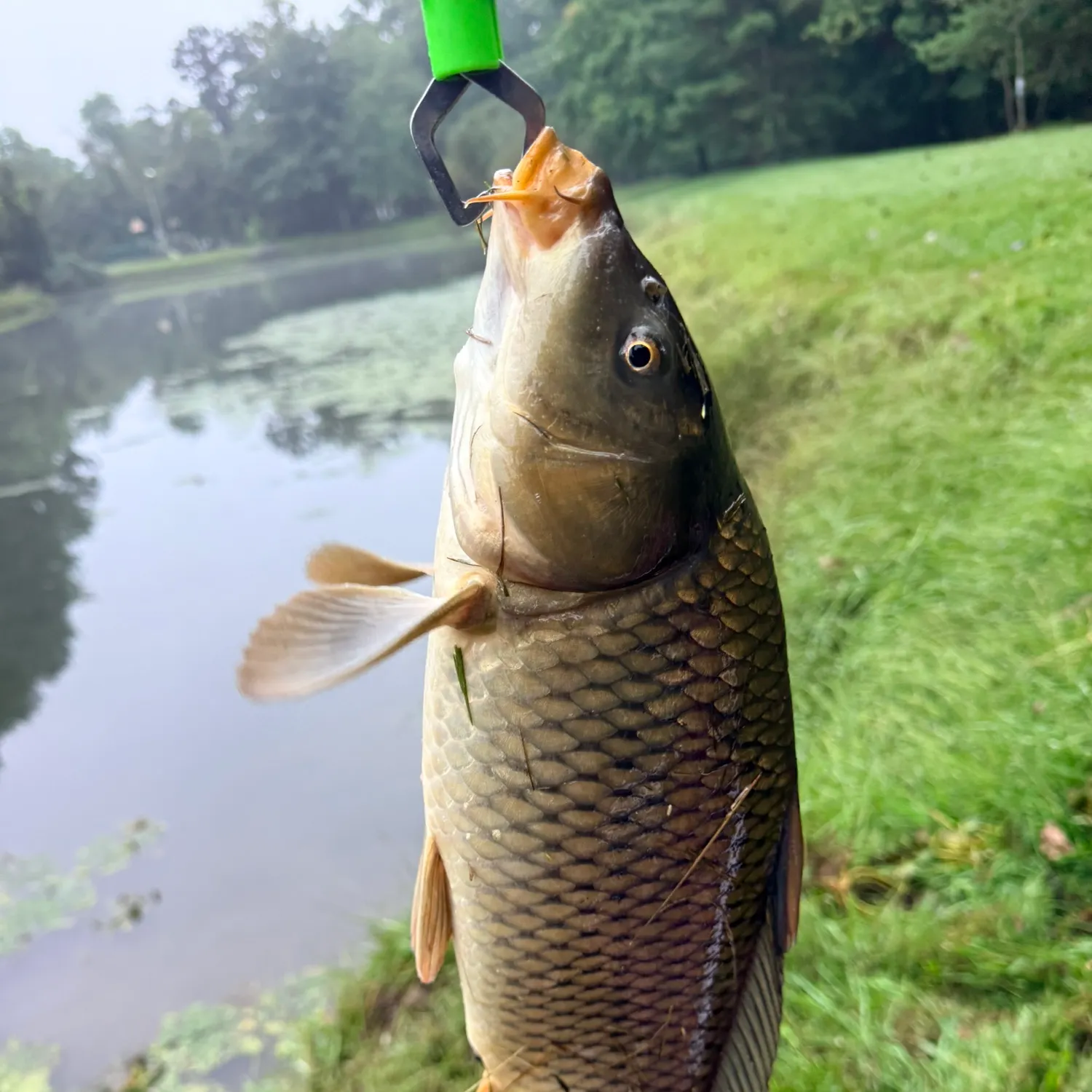 Common carp caught on Fishbrain