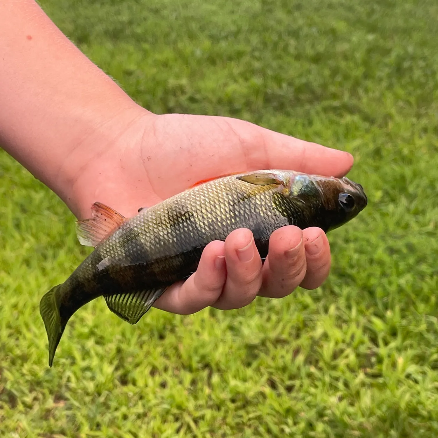 Yellow perch caught on Fishbrain