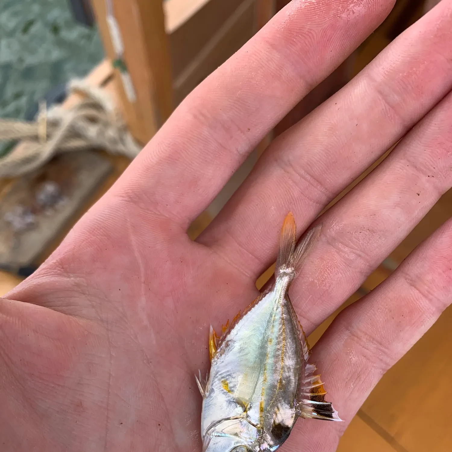 The most recent Goldstripe ponyfish catches on Fishbrain