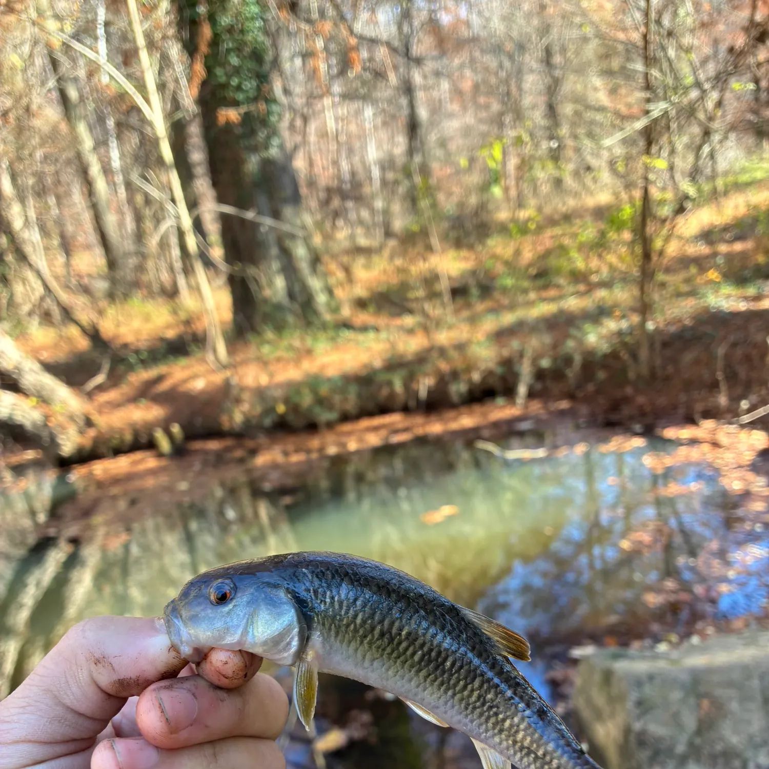 The most recent River chub catches on Fishbrain