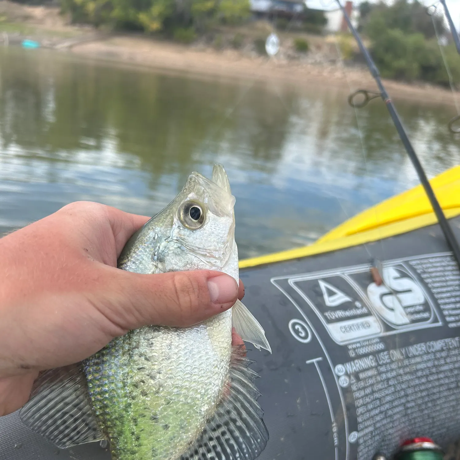 Black crappie caught on Fishbrain