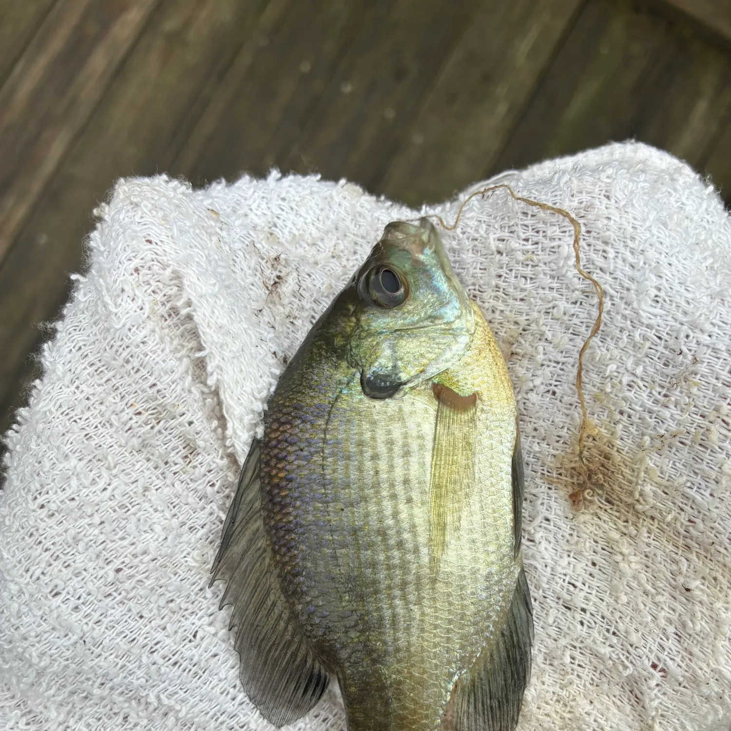 Bluegill caught on Fishbrain