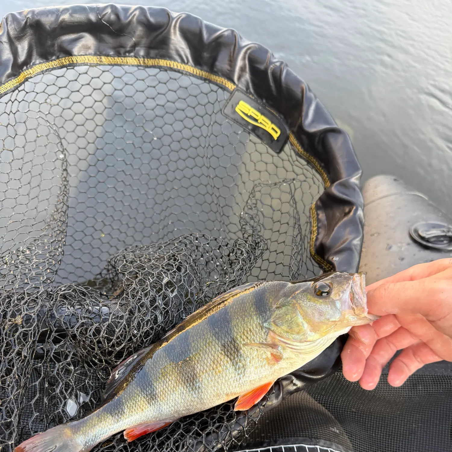 European perch caught on Fishbrain