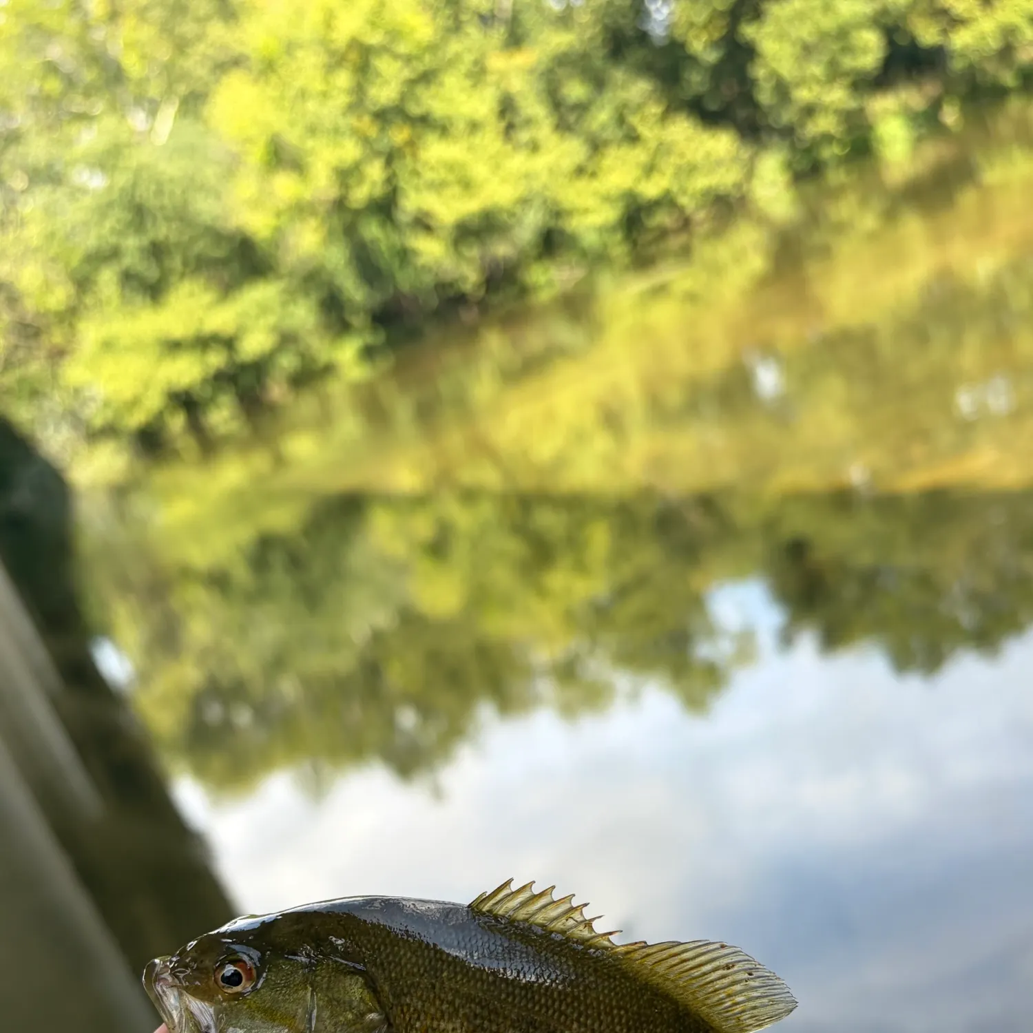 Smallmouth bass caught on Fishbrain