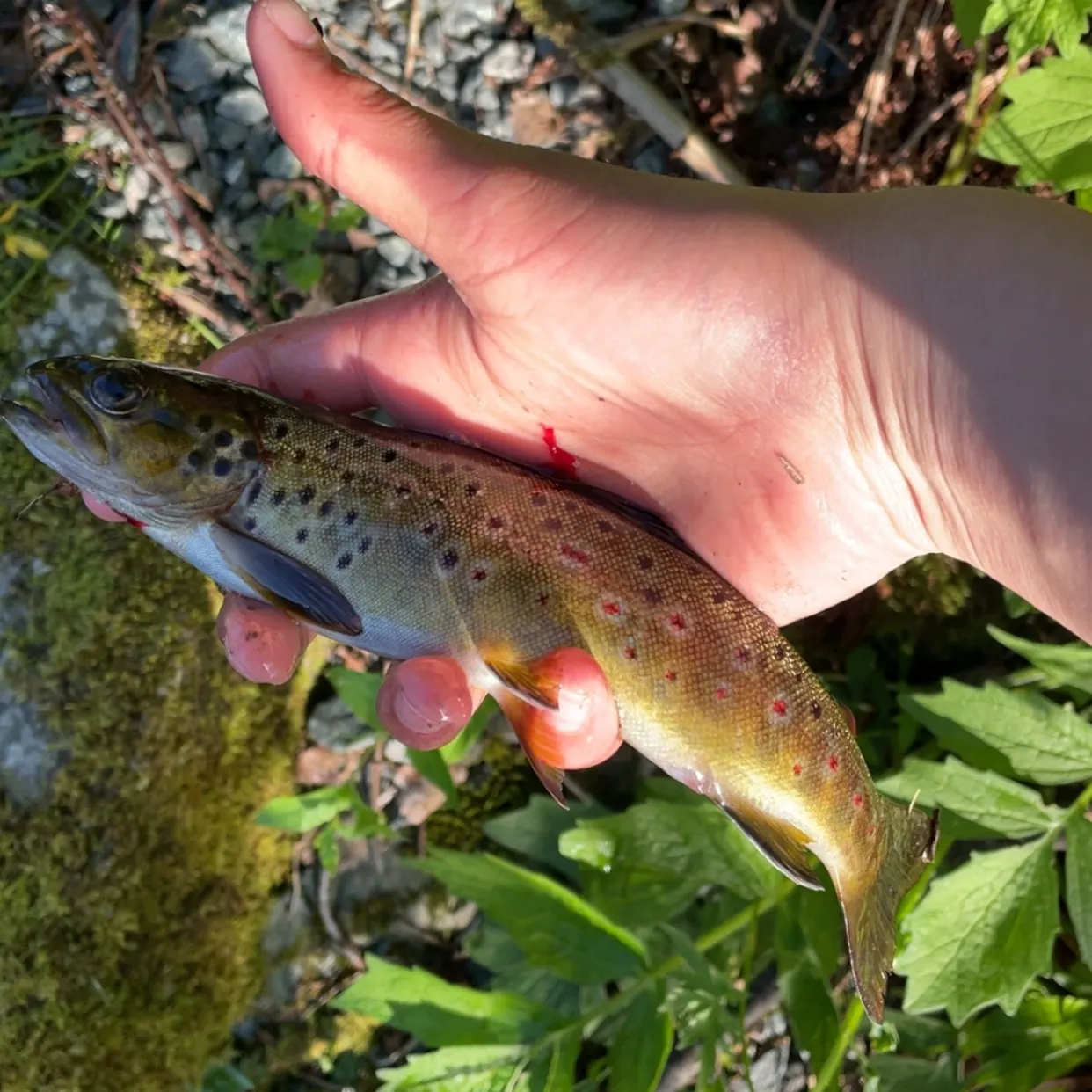 The most recent Lake trout catches on Fishbrain