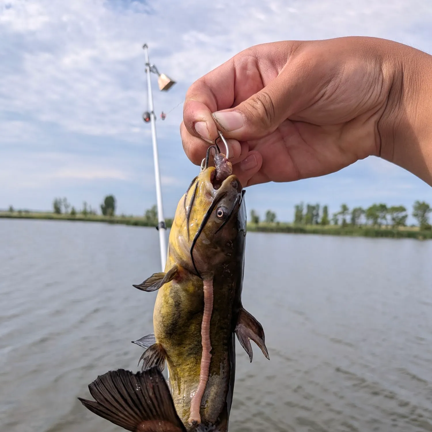 Black bullhead caught on Fishbrain