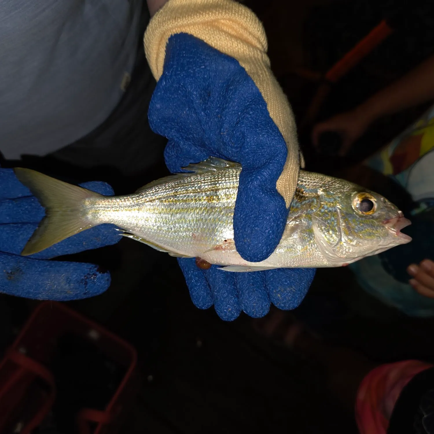 Pinfish caught on Fishbrain