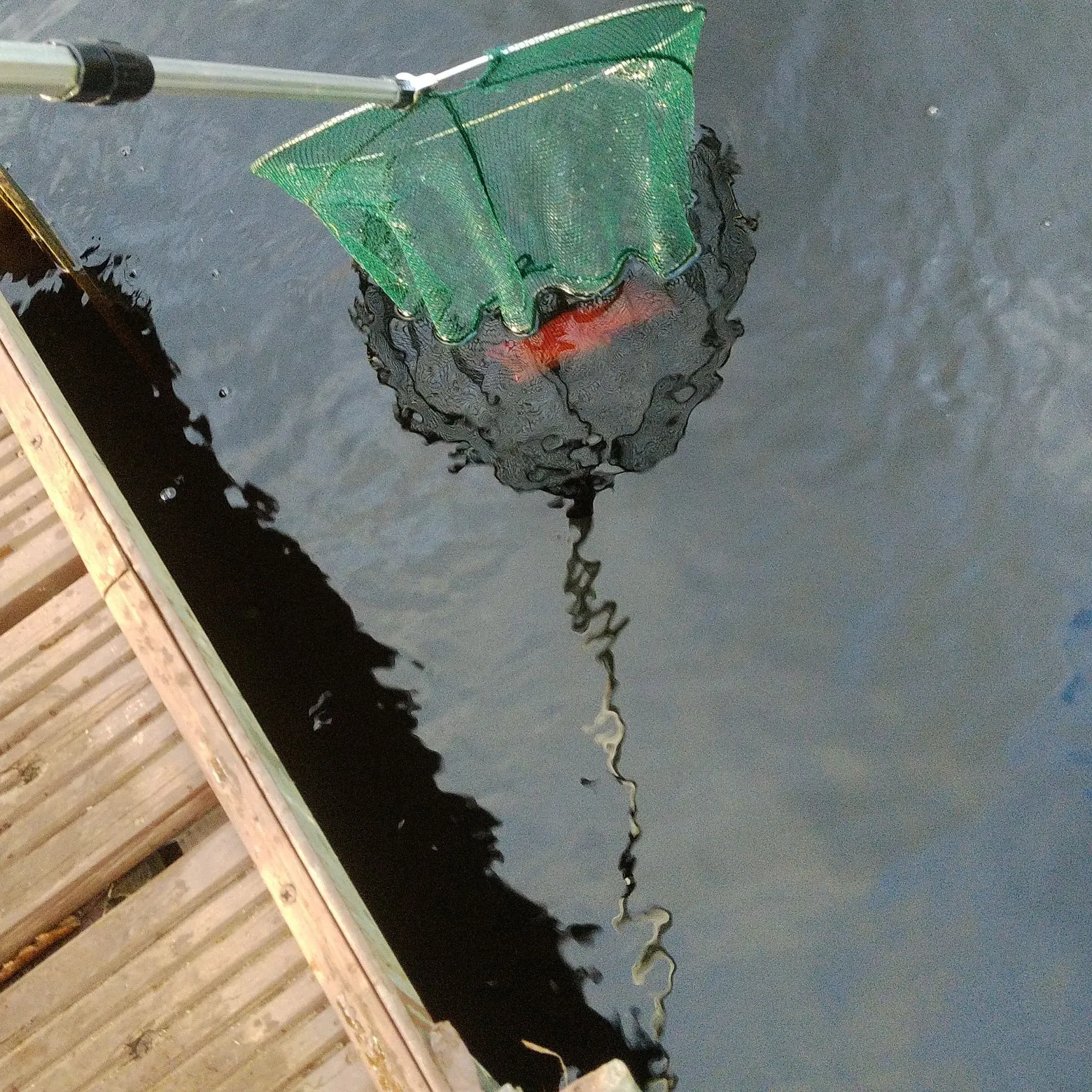 Common carp caught on Fishbrain
