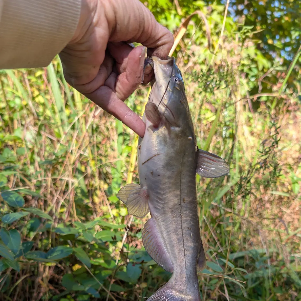 Channel catfish caught on Fishbrain