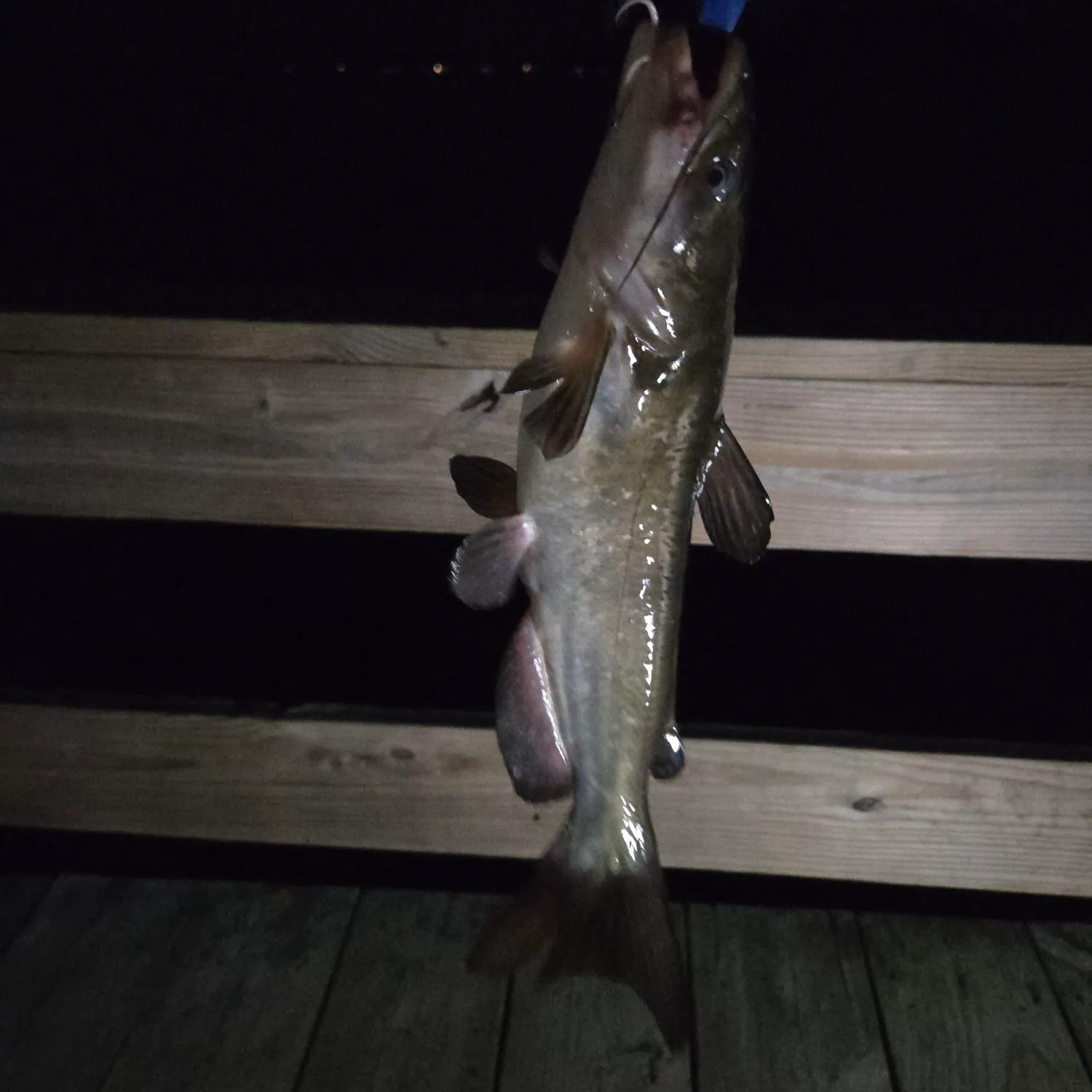 Channel catfish caught on Fishbrain