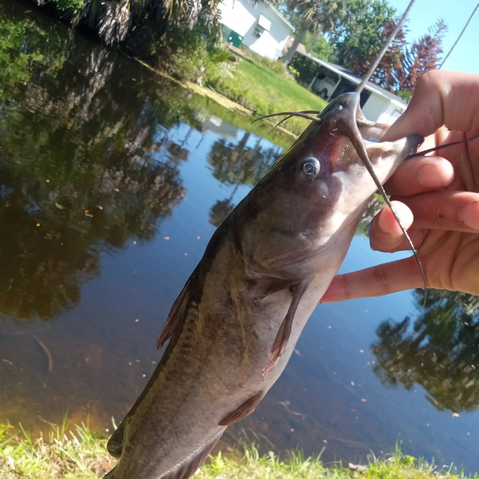 The most recent Spotted bullhead catches on Fishbrain