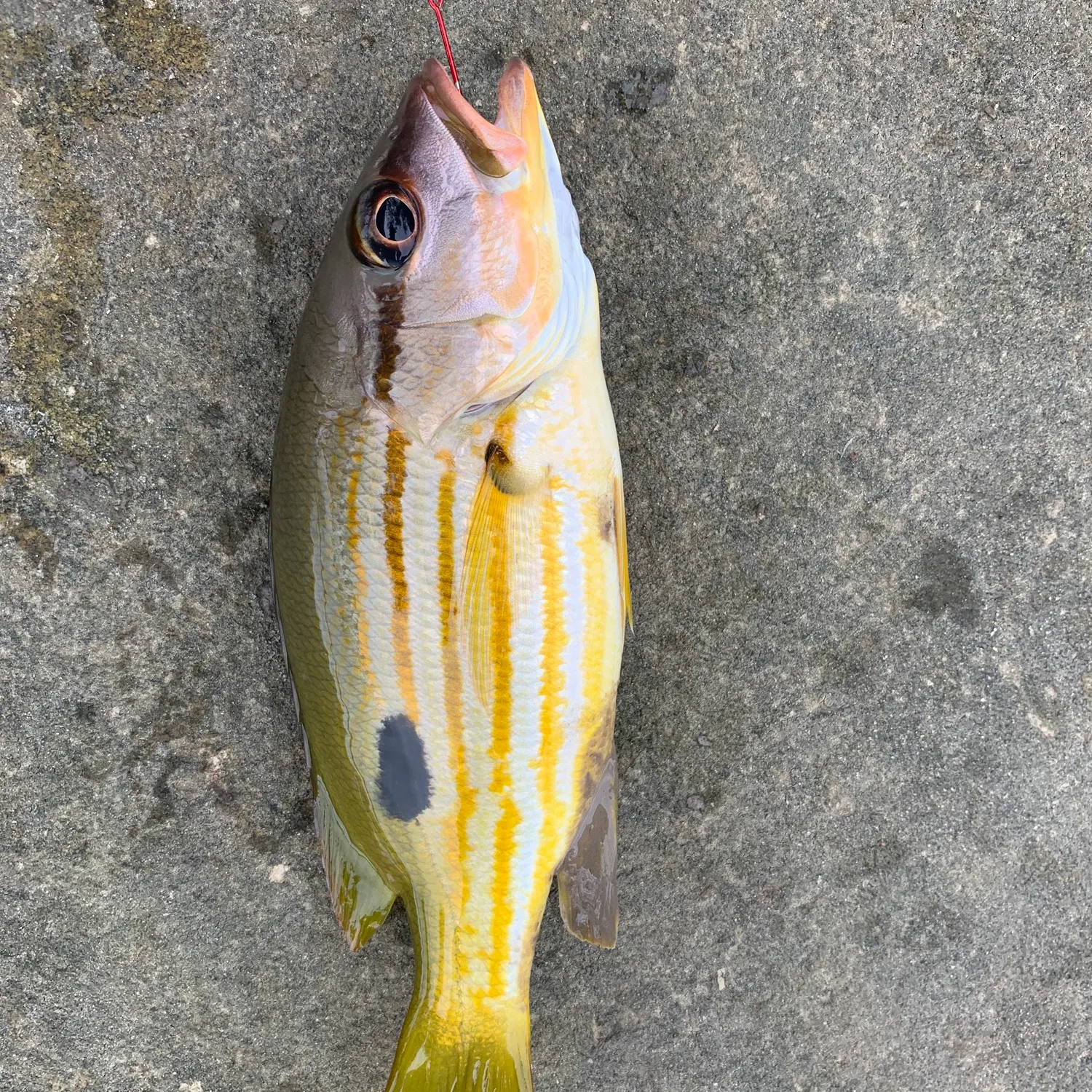 The most recent Moses perch catches on Fishbrain