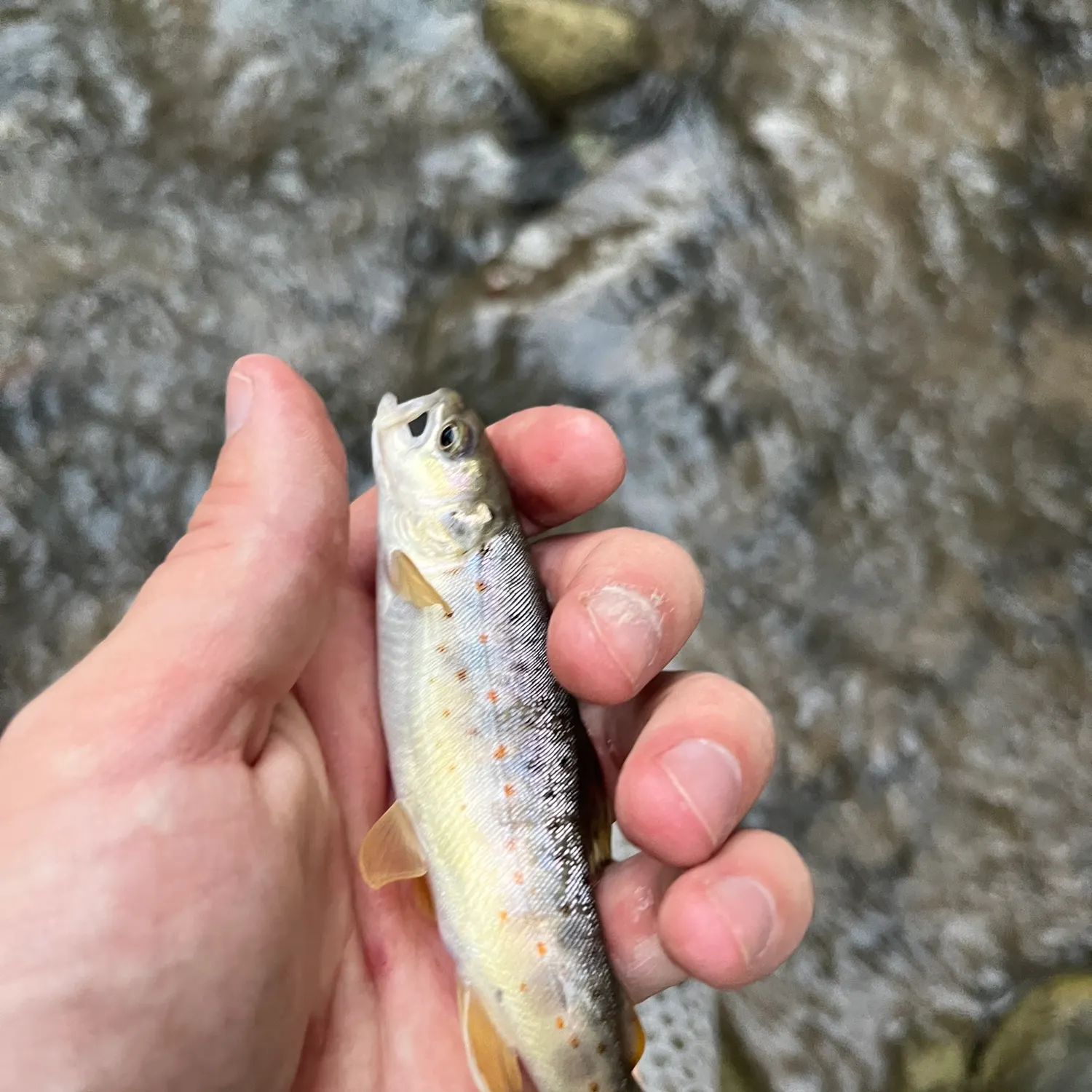 Brown trout caught on Fishbrain
