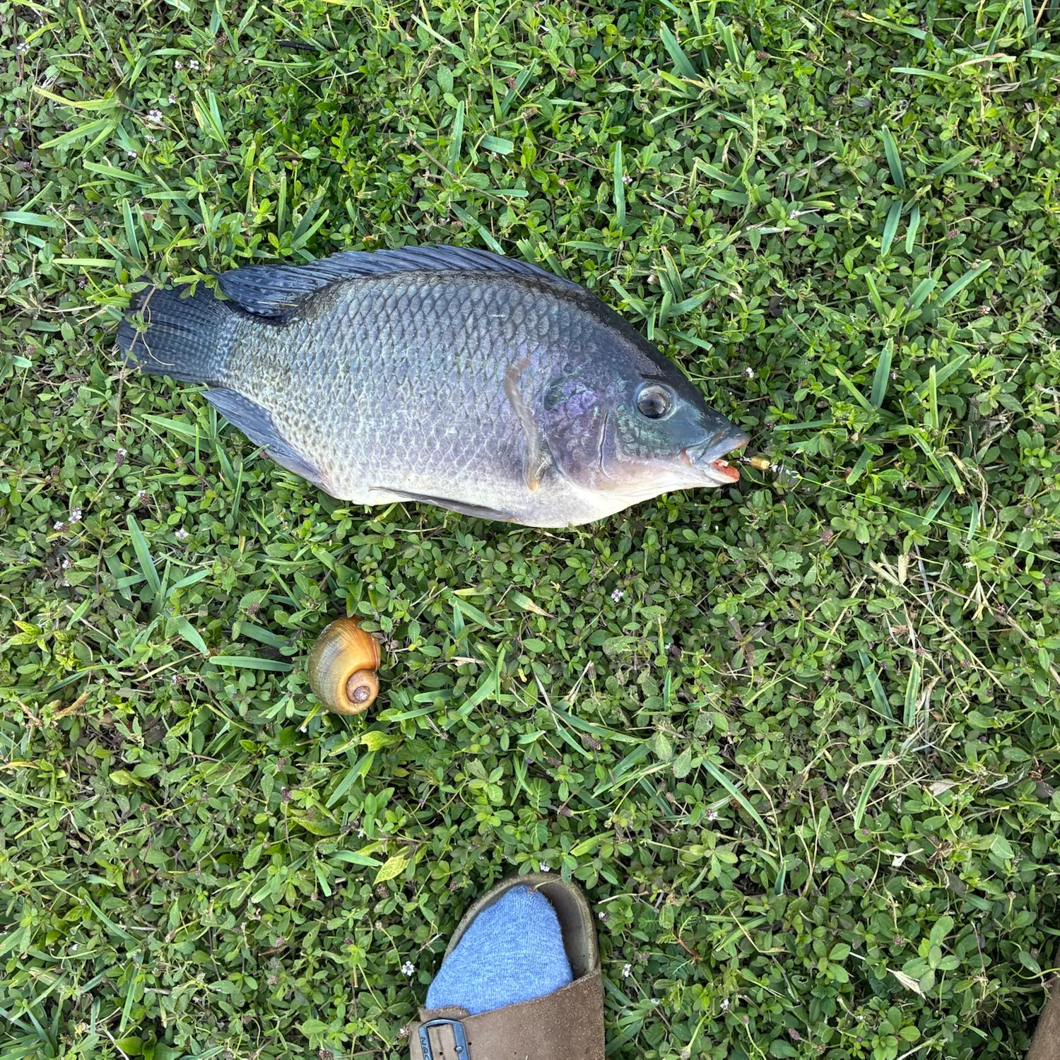 Nile tilapia caught on Fishbrain