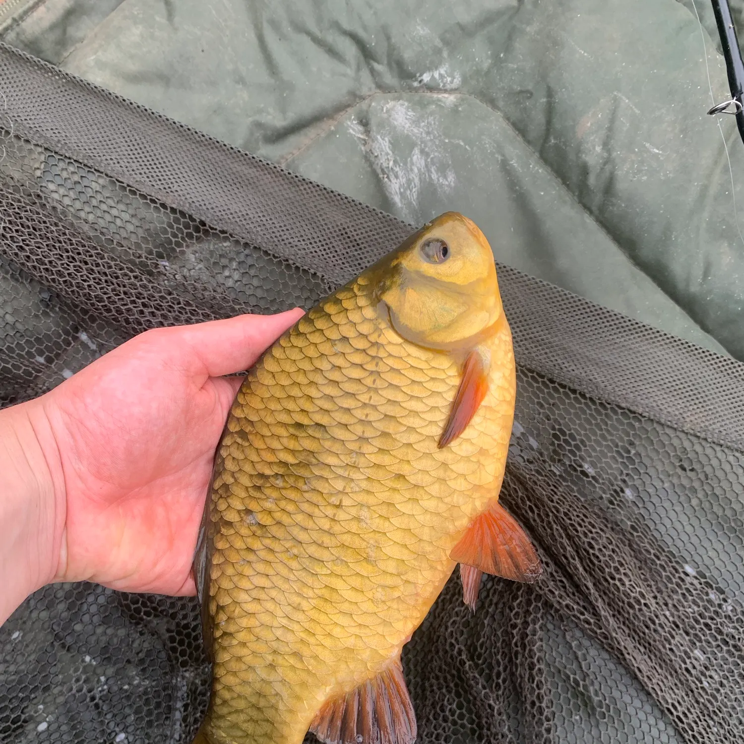 Crucian carp caught on Fishbrain