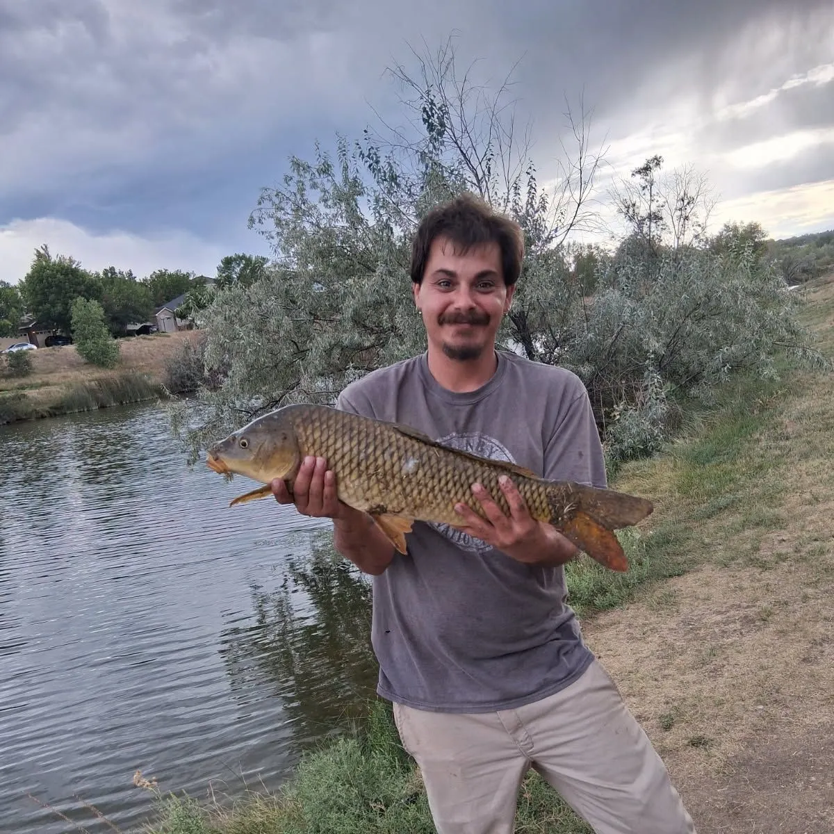Common carp caught on Fishbrain