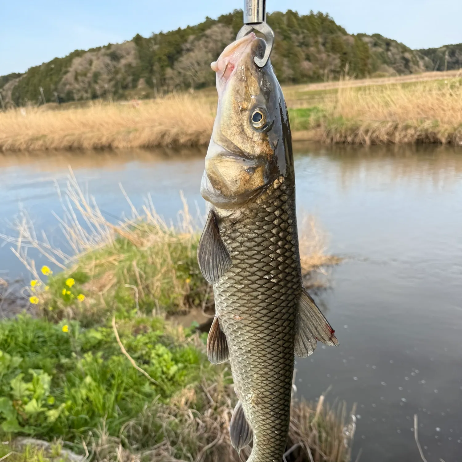 The most recent Barbel steed catches on Fishbrain