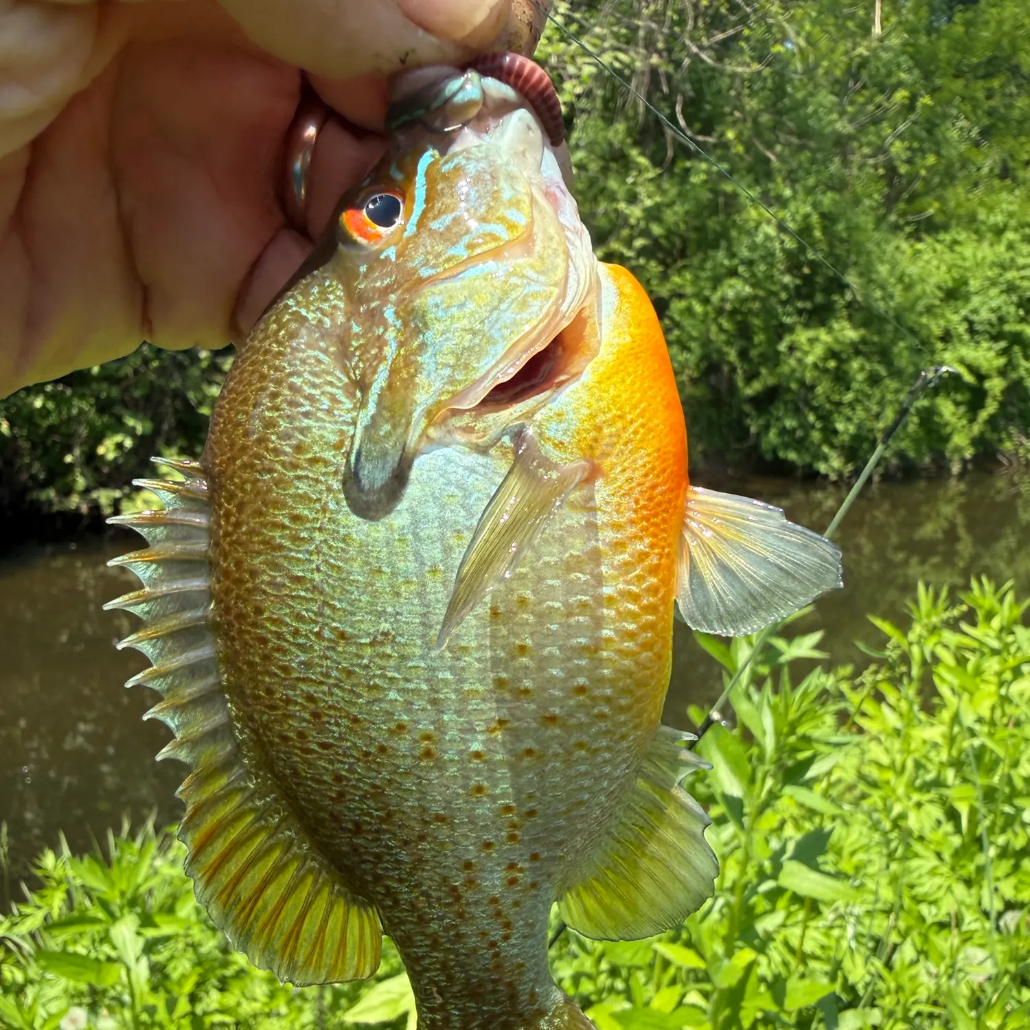 catch