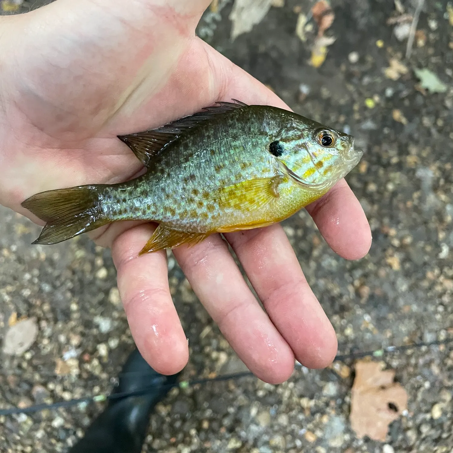 Pumpkingill hybrid caught on Fishbrain