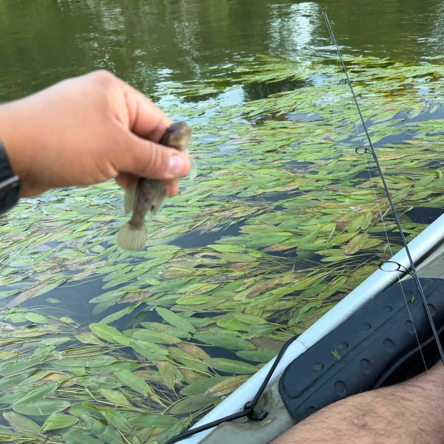 Round goby caught on Fishbrain