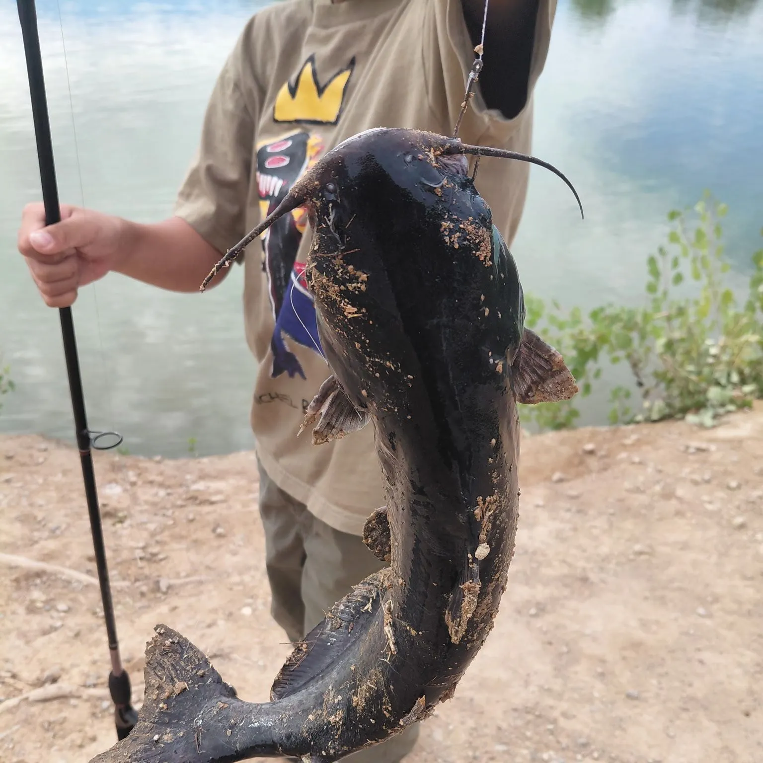 Channel catfish caught on Fishbrain