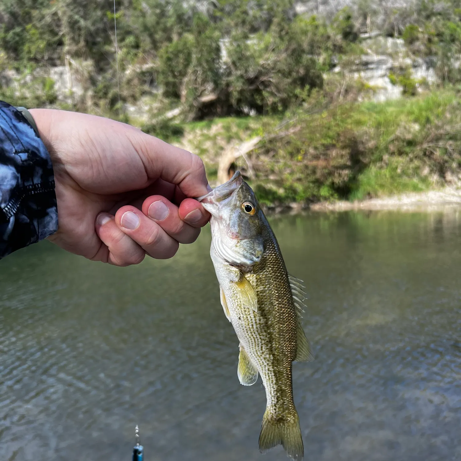 Spotted bass caught on Fishbrain