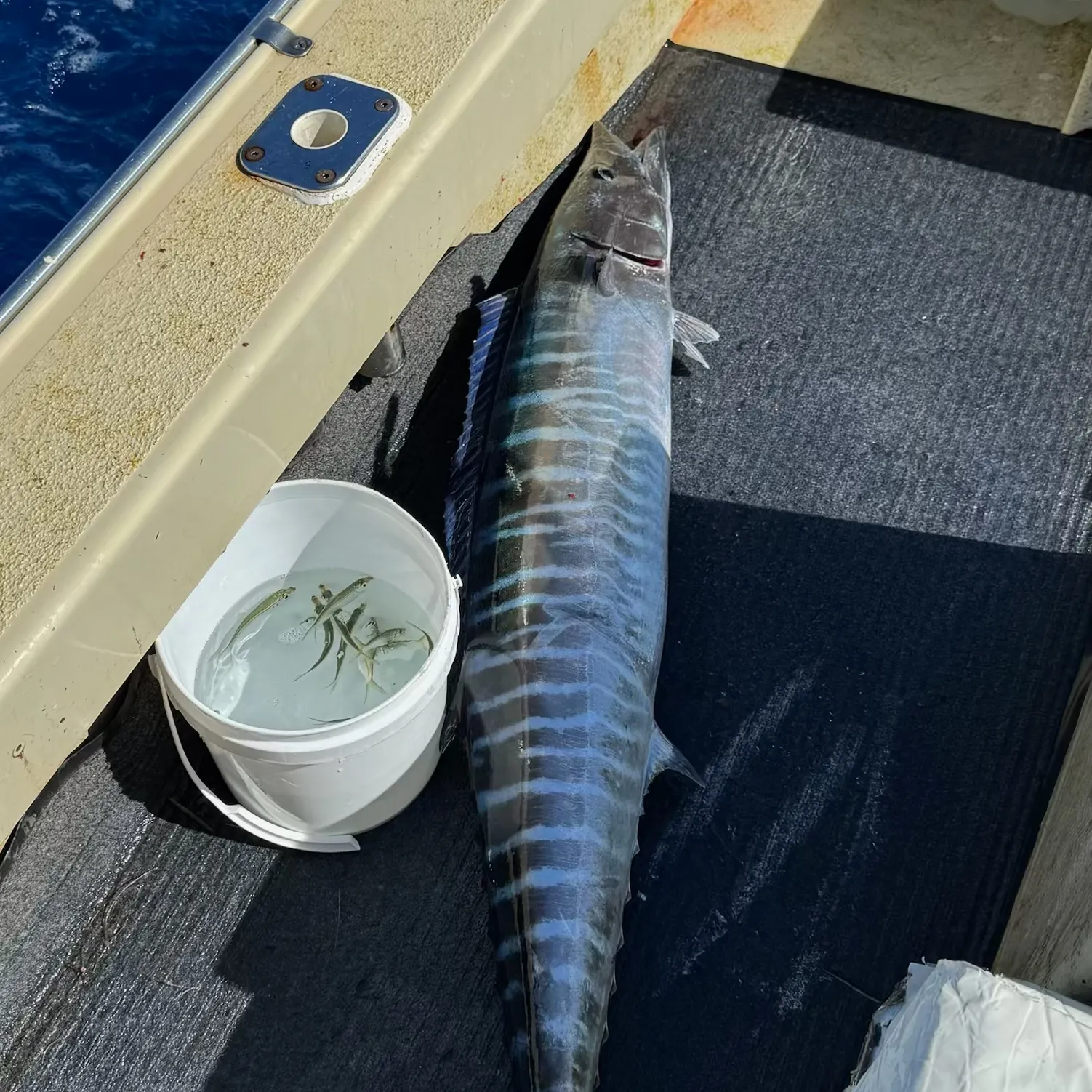 The most recent Wahoo catches on Fishbrain