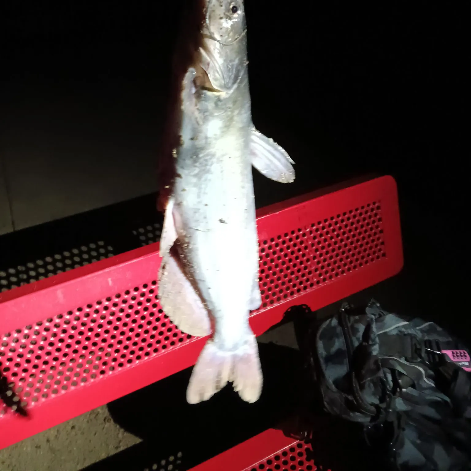 Channel catfish caught on Fishbrain