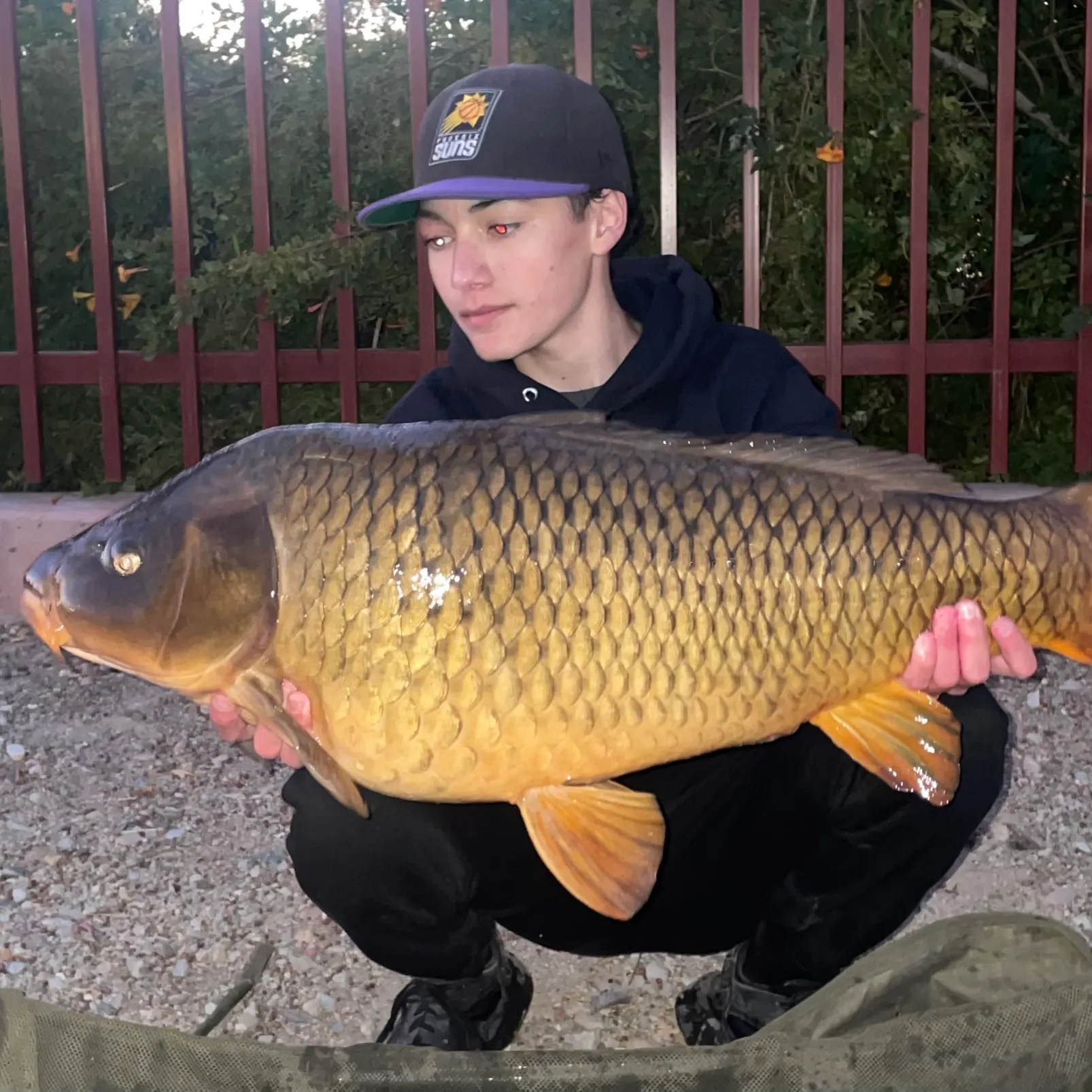 The most recent Ghost carp catches on Fishbrain
