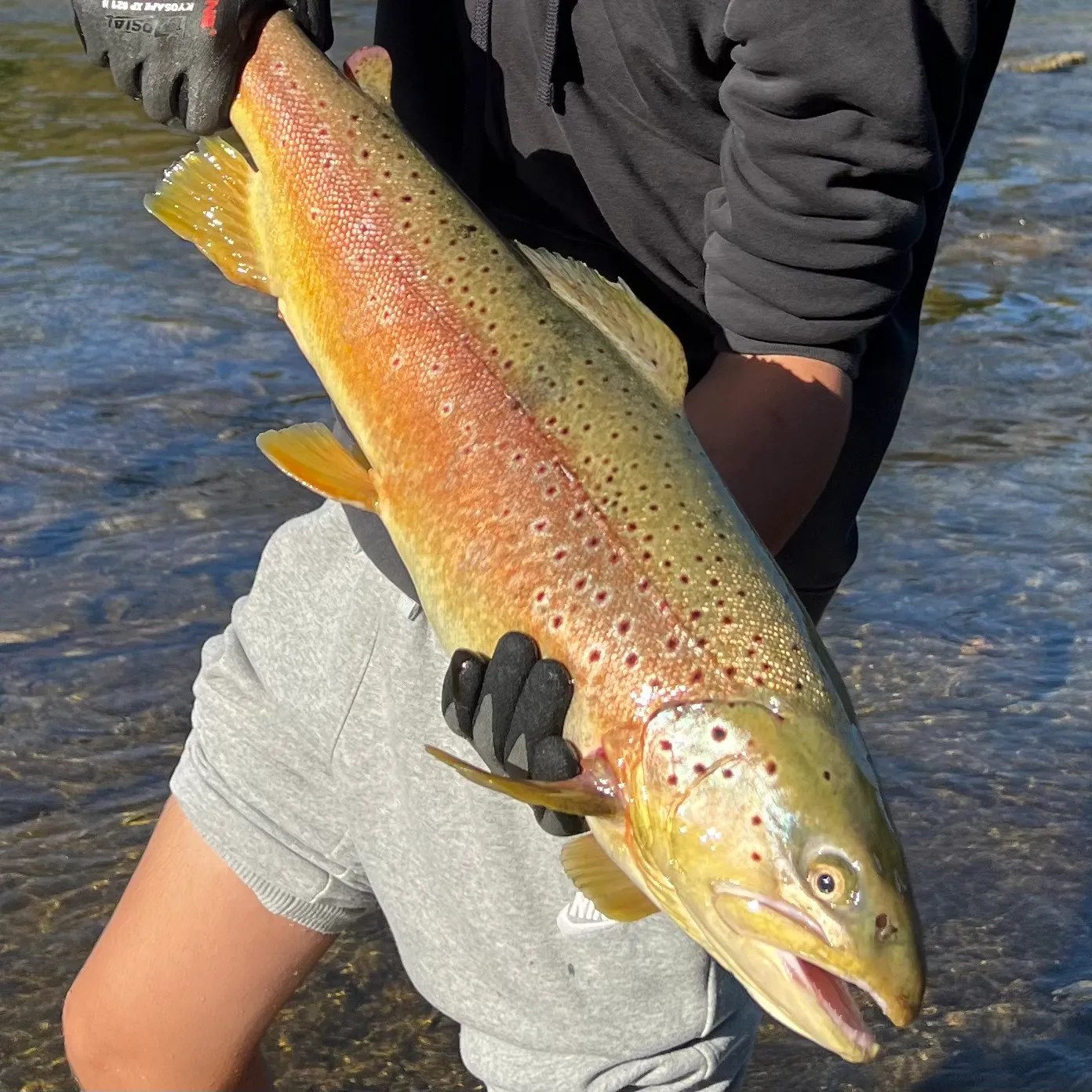 Brown trout caught on Fishbrain