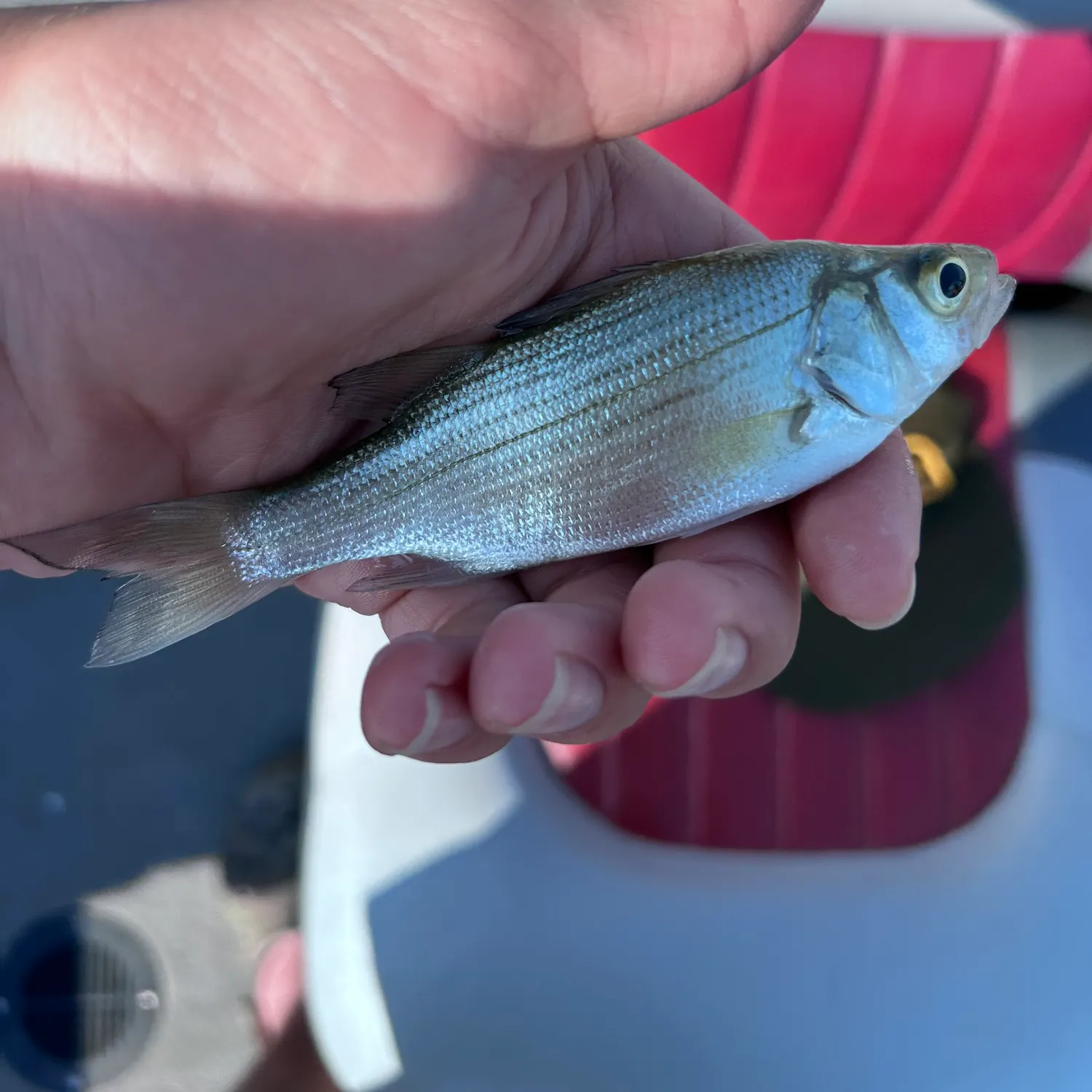 White bass caught on Fishbrain