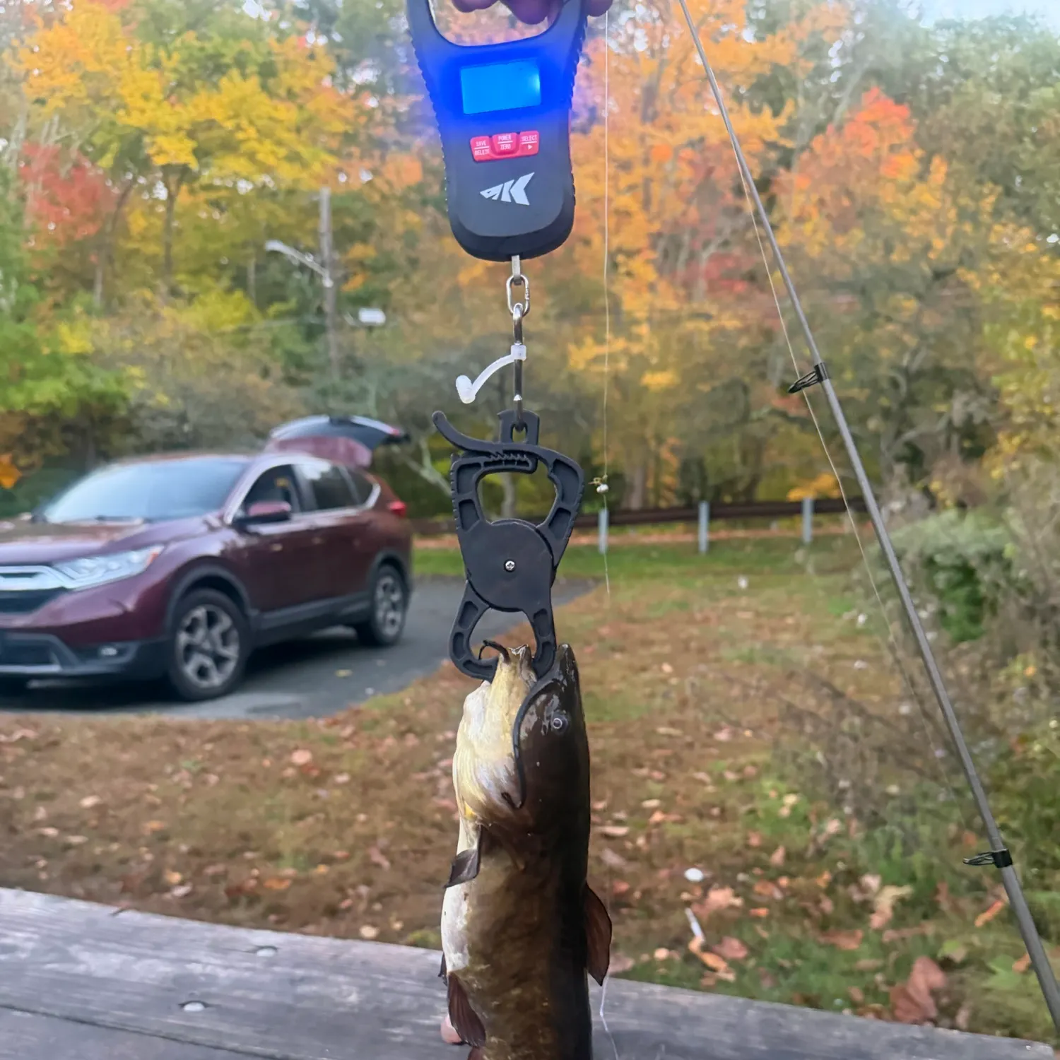 Black bullhead caught on Fishbrain