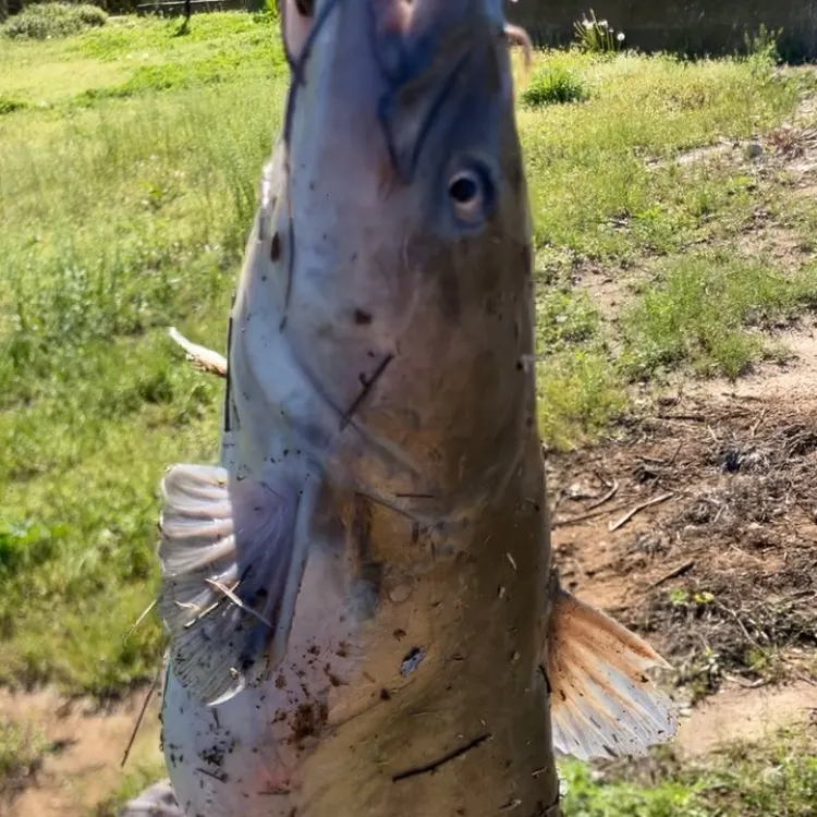 The most recent Blue catfish catches on Fishbrain