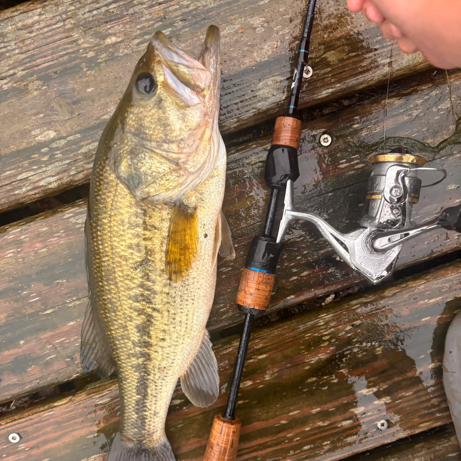 Largemouth bass caught on Fishbrain