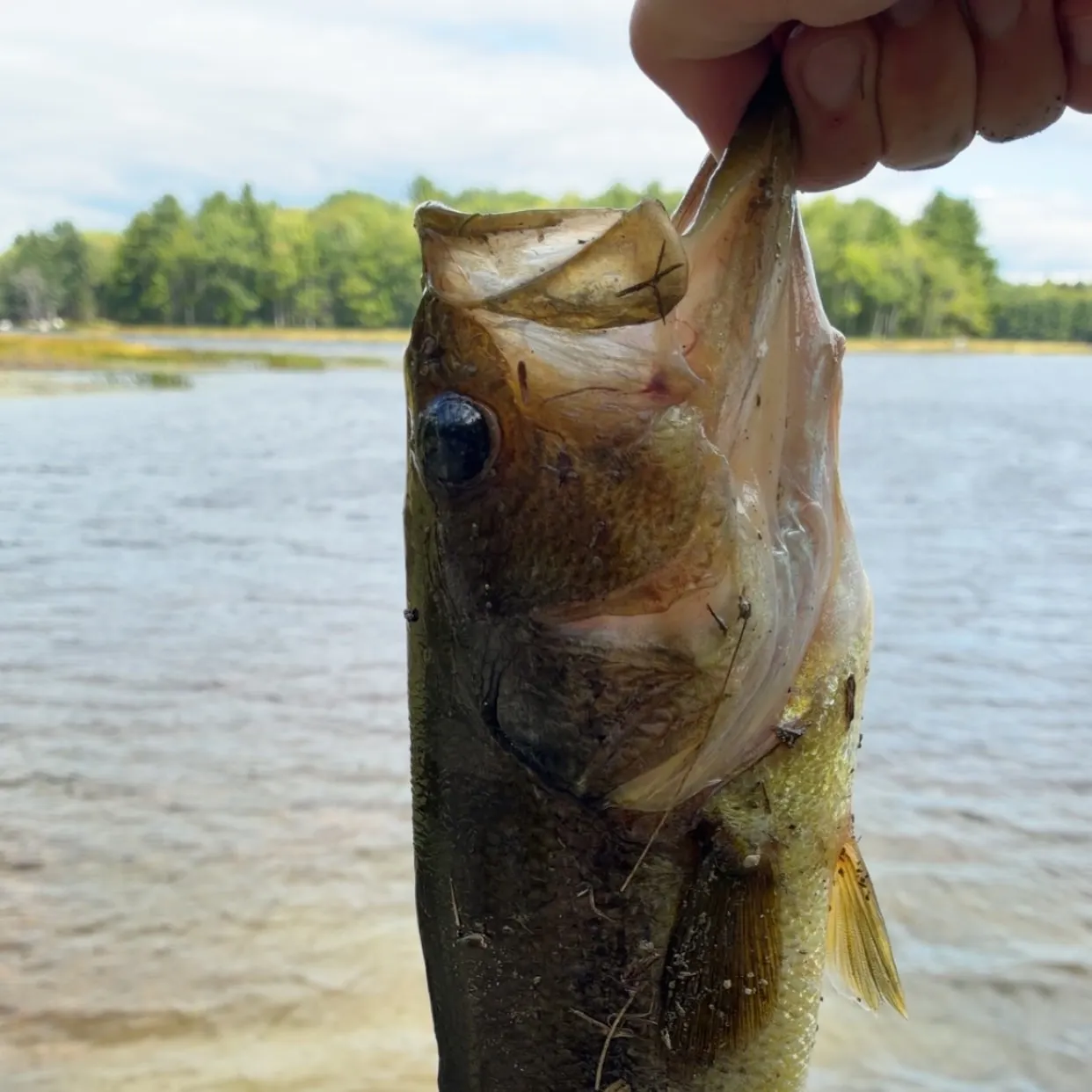 Largemouth bass caught on Fishbrain