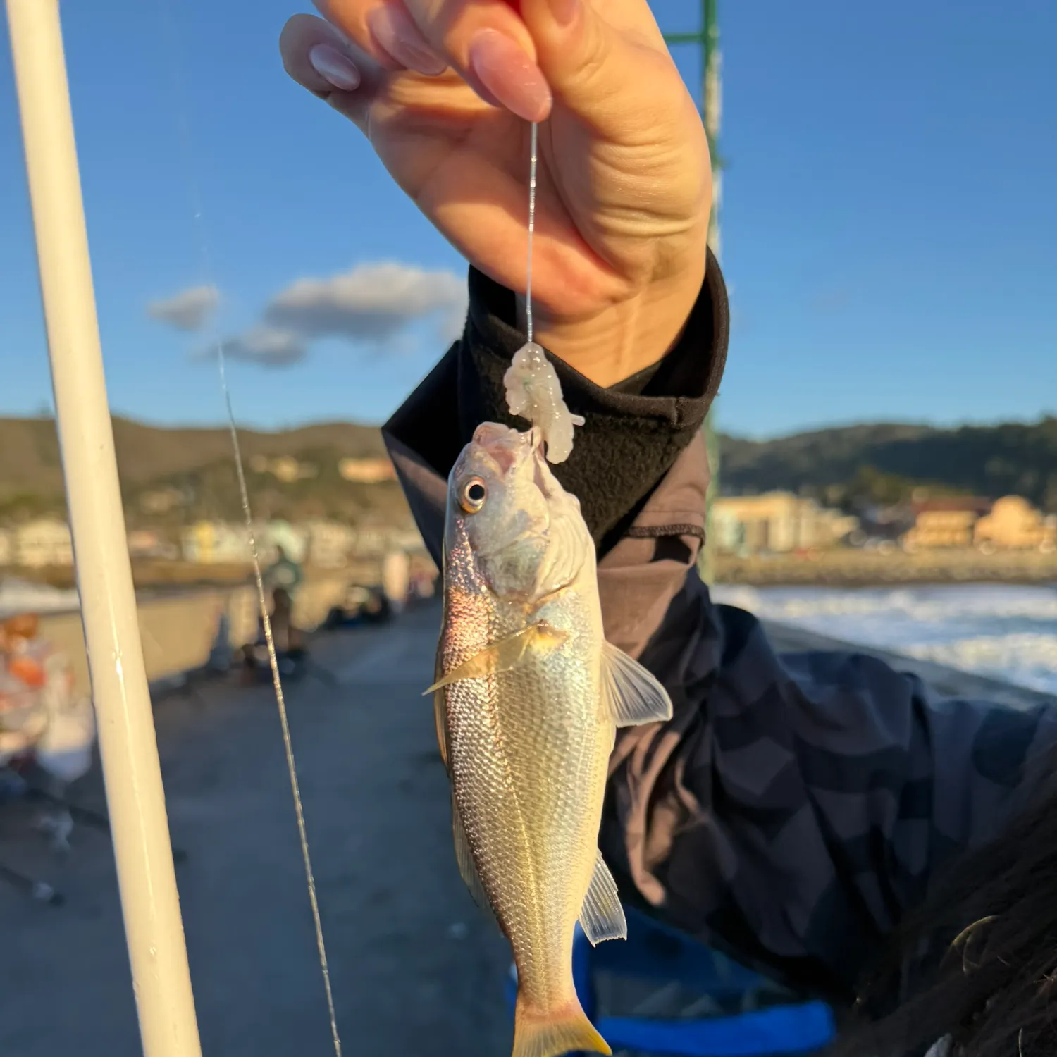 The most recent Yellowfin croaker catches on Fishbrain
