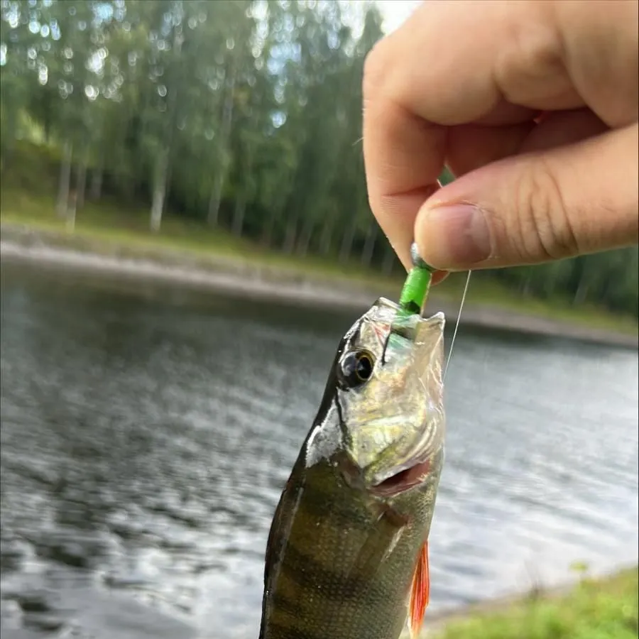 European perch caught on Fishbrain