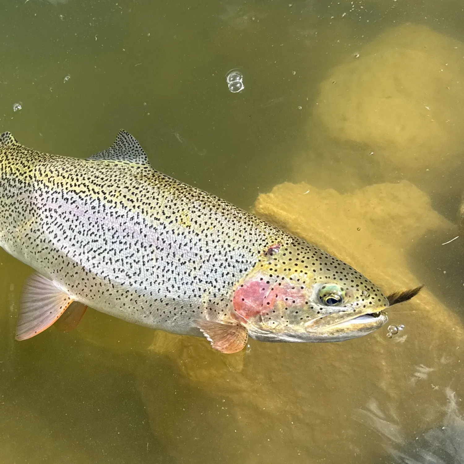Cutbow caught on Fishbrain